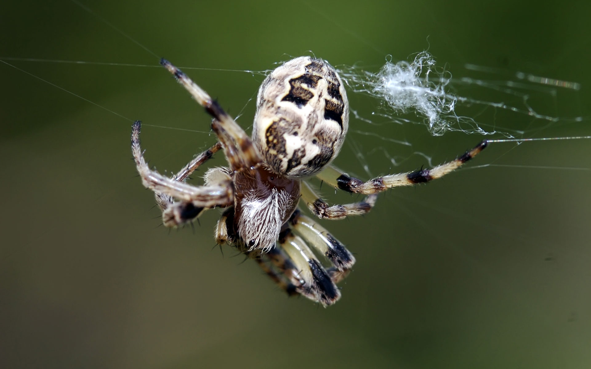 265395 baixar imagens animais, aranha, aracnídeo, fechar se, teia de aranha - papéis de parede e protetores de tela gratuitamente