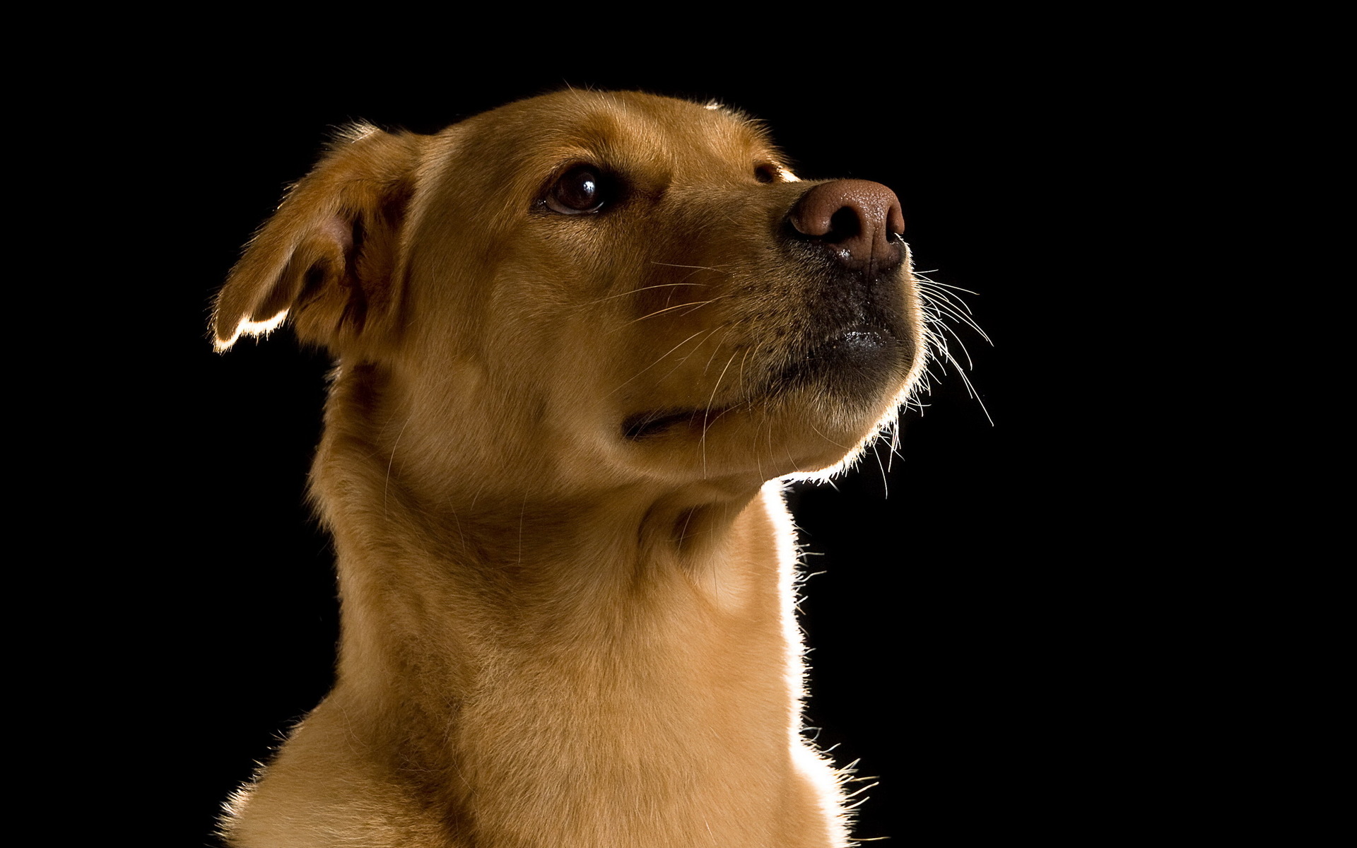 無料モバイル壁紙動物, 犬をダウンロードします。