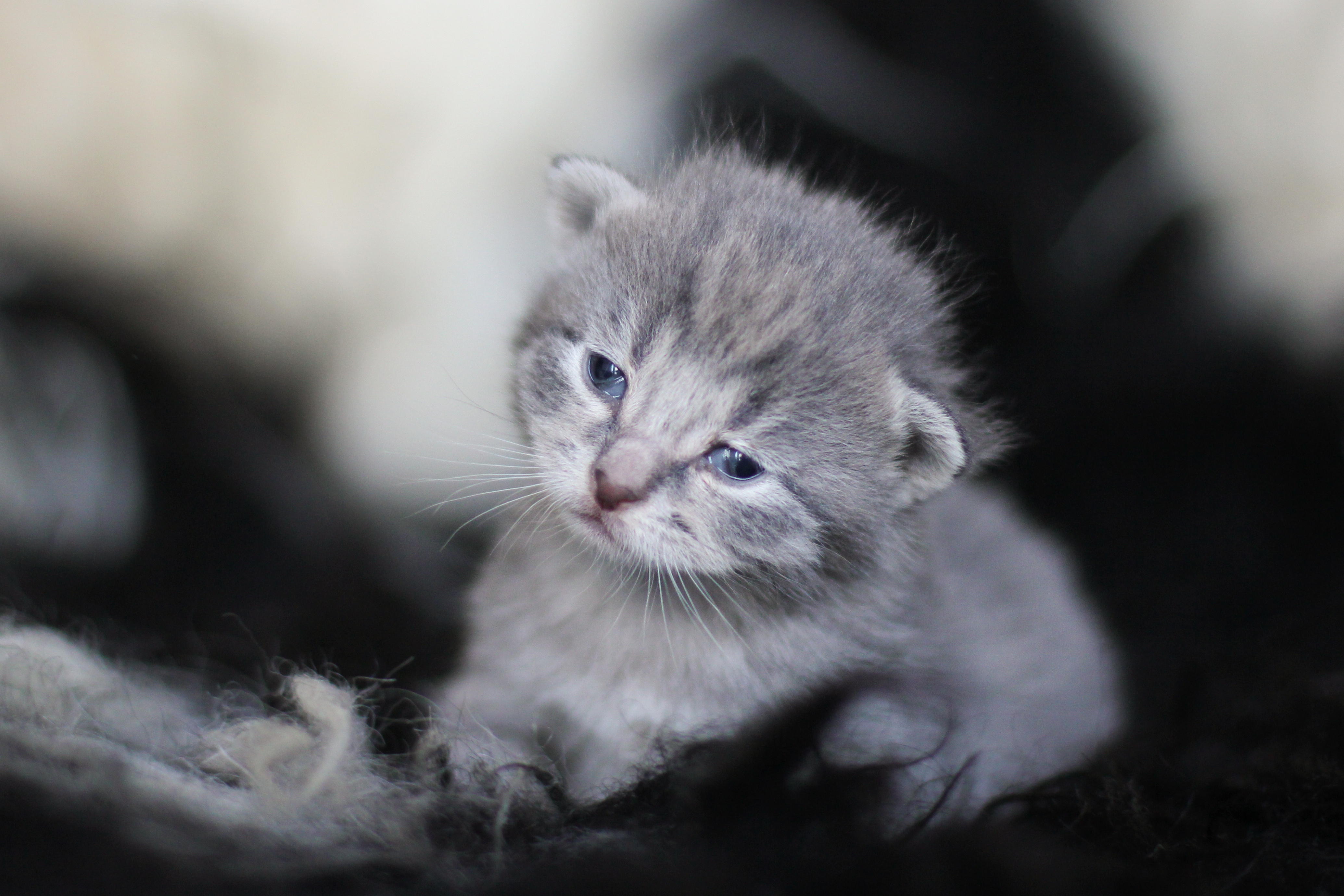 PCデスクトップに動物, ネコ, 猫, 子猫, 悲しい, 赤ちゃん動物画像を無料でダウンロード