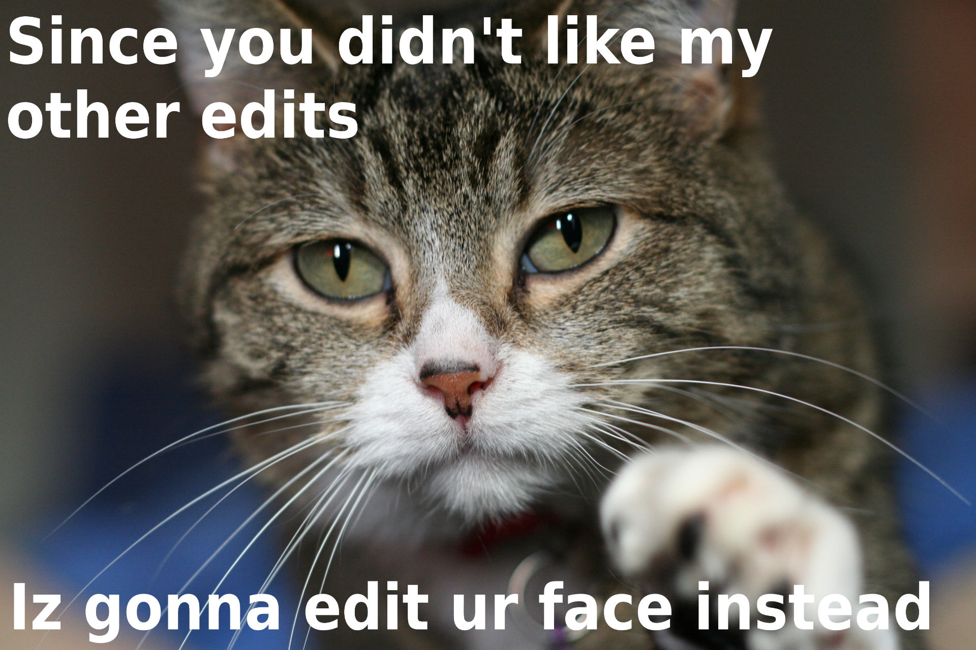 Download mobile wallpaper Cat, Animal, Humor for free.