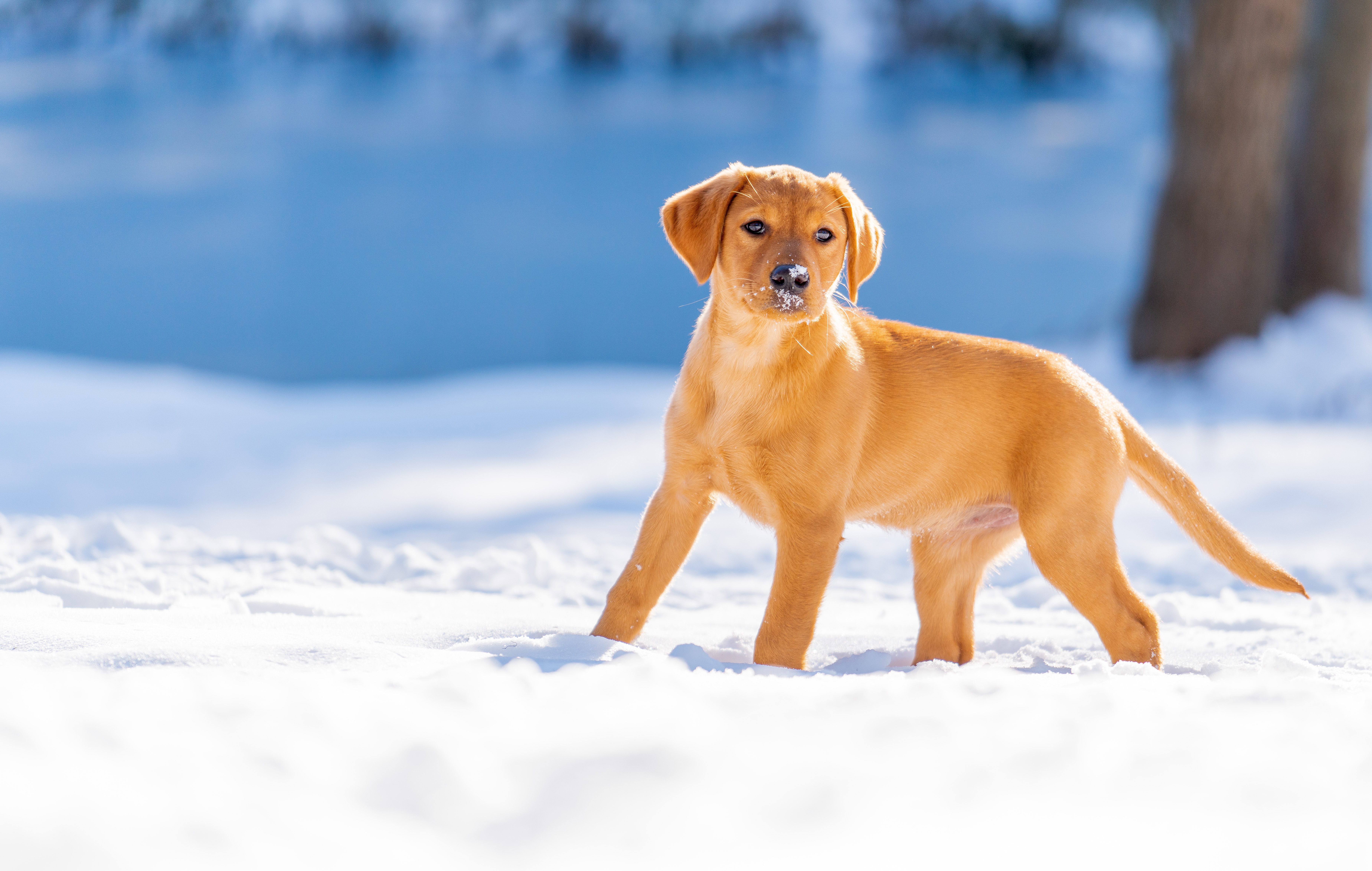 Handy-Wallpaper Tiere, Winter, Hunde, Schnee, Hund, Welpen, Labrador Retriever, Tierbaby kostenlos herunterladen.