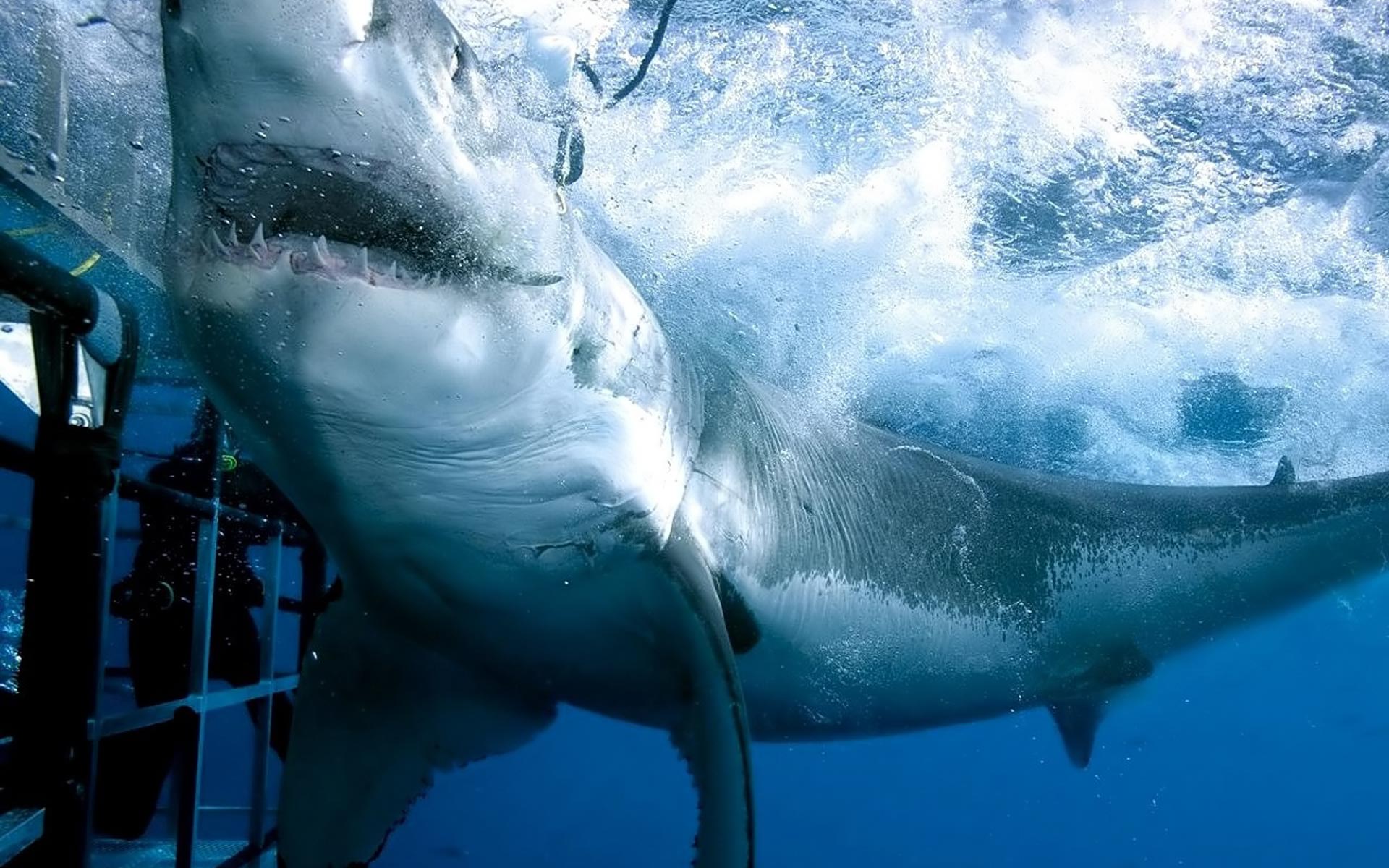 340093 descargar imagen animales, gran tiburón blanco, tiburones: fondos de pantalla y protectores de pantalla gratis