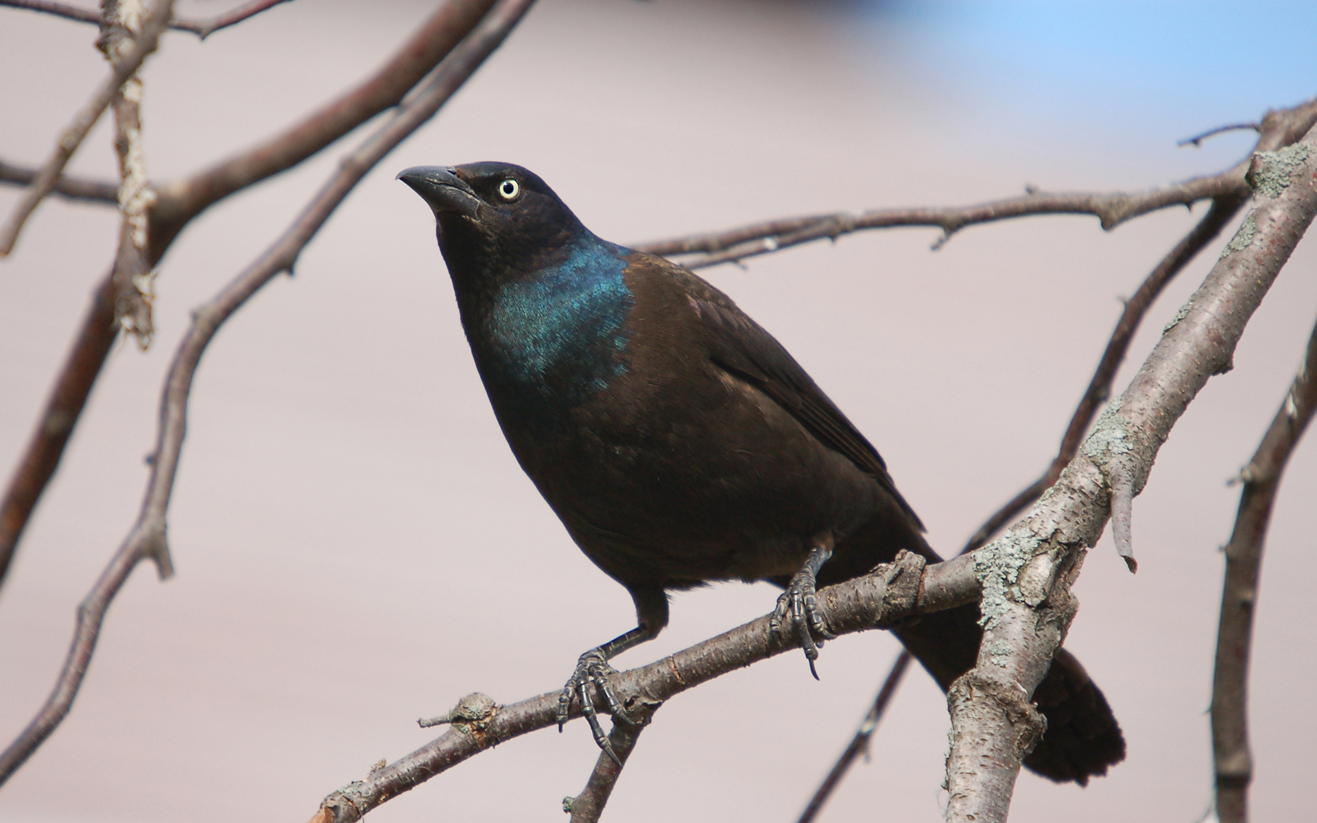 Descarga gratuita de fondo de pantalla para móvil de Animales, Aves, Ave.