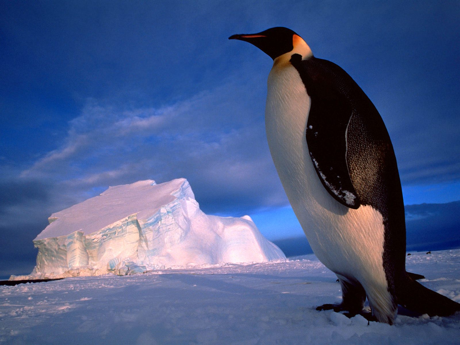 Baixar papel de parede para celular de Pinguim Imperador, Aves, Animais gratuito.