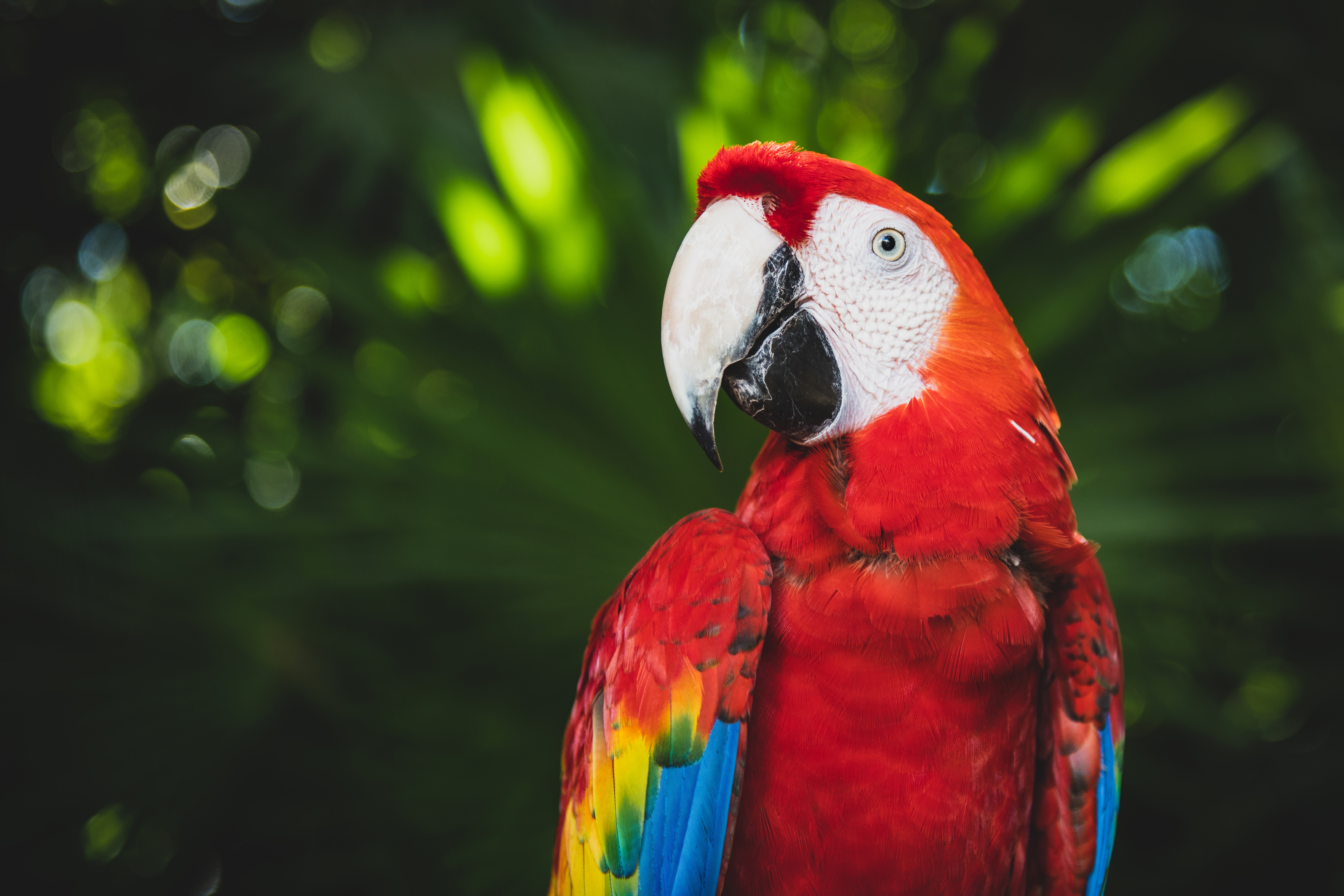 Download mobile wallpaper Animals, Beak, Bird, Color, Macaw, Parrots, Bright for free.