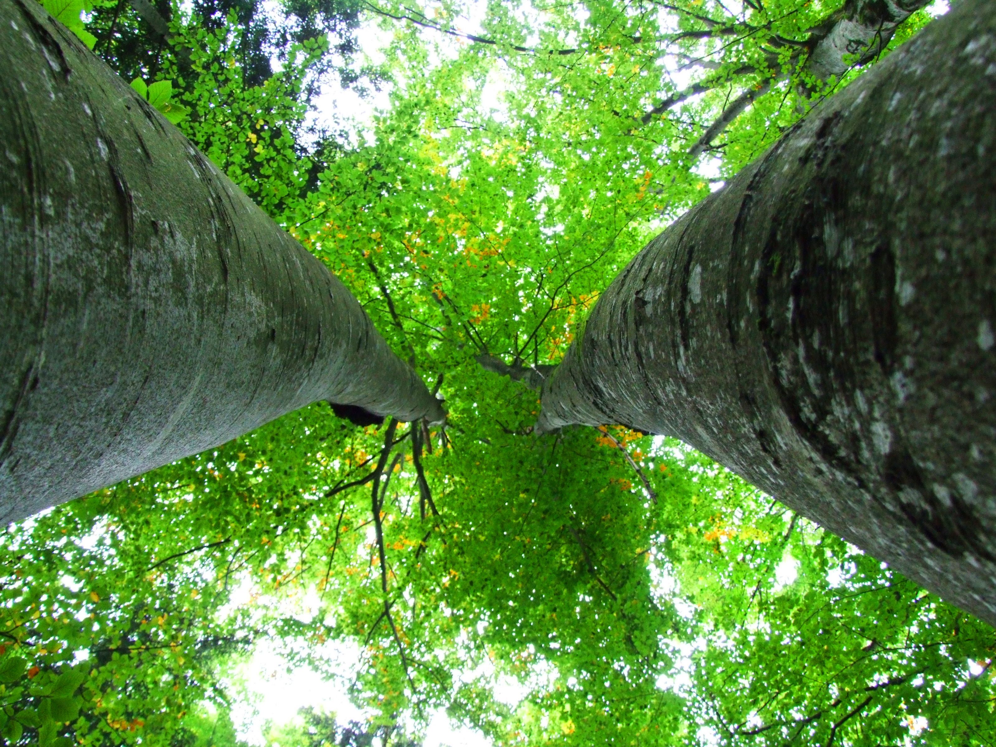 Baixar papel de parede para celular de Floresta, Terra/natureza gratuito.