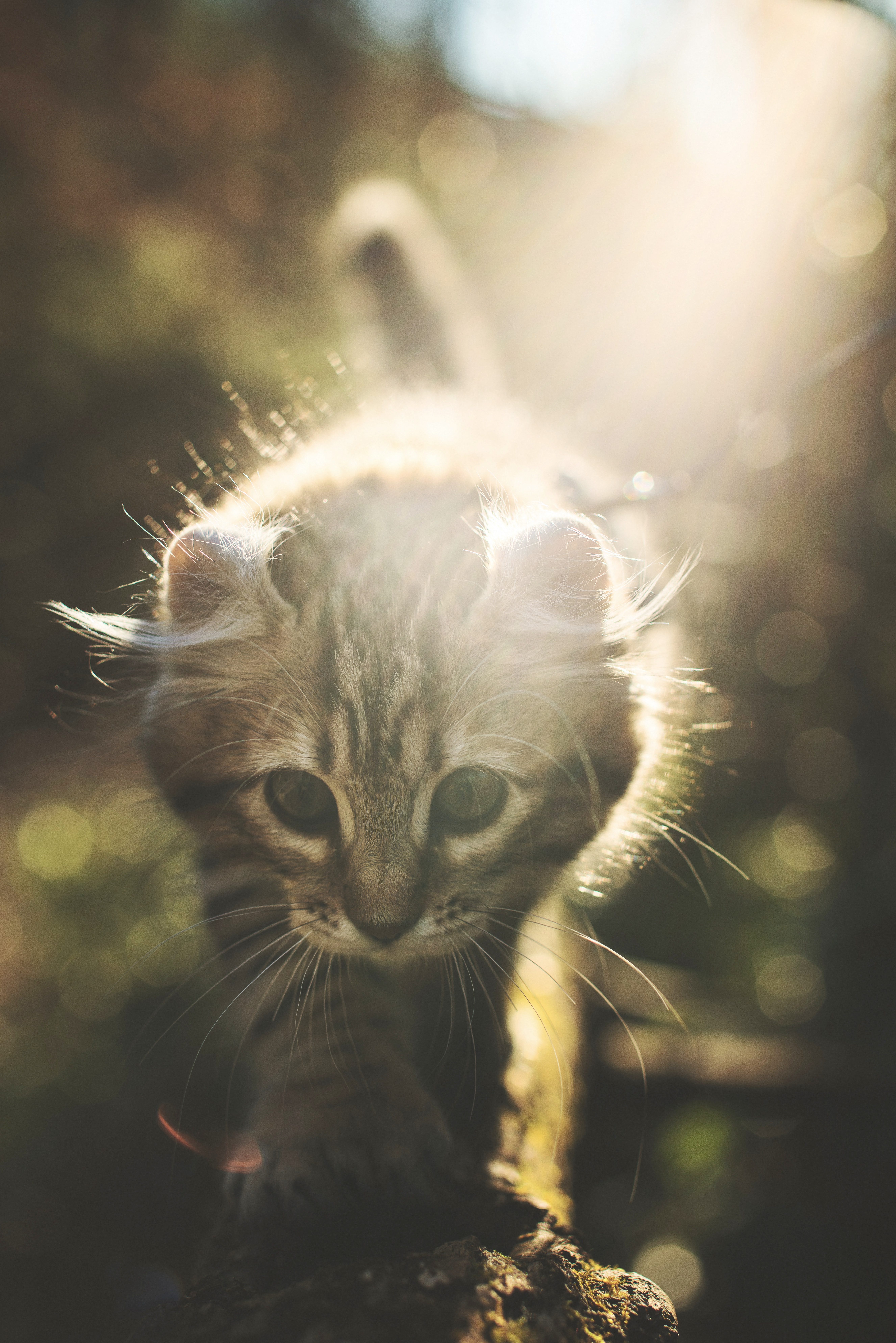 Download mobile wallpaper Kitty, Animals, Sweetheart, Nice, Sunlight, Glare, Kitten, Cat for free.