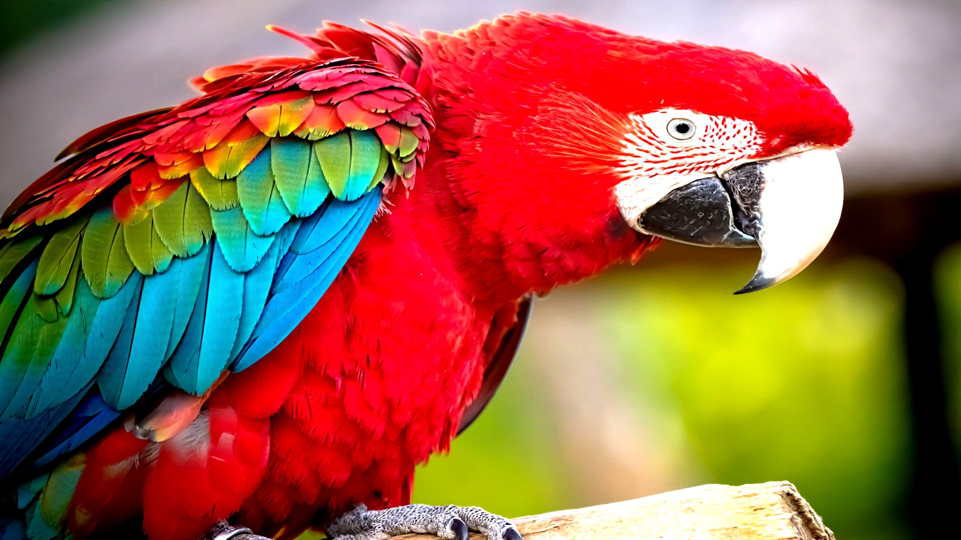 314570 скачать картинку животные, красно зеленый ара, птицы - обои и заставки бесплатно