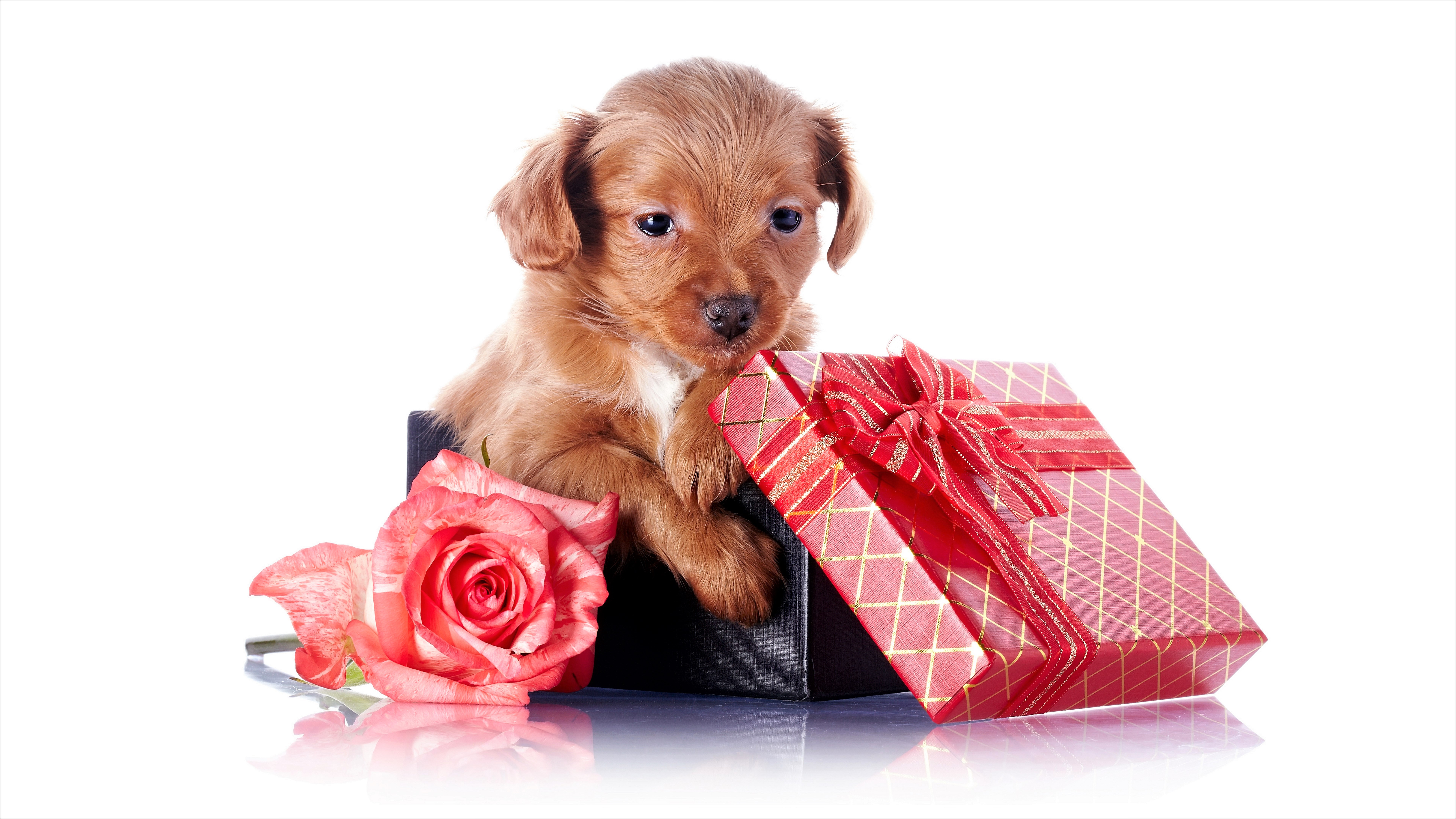 Laden Sie das Tiere, Hunde, Rose, Süß, Welpen, Geschenk, Tierbaby, Pinke Rose-Bild kostenlos auf Ihren PC-Desktop herunter