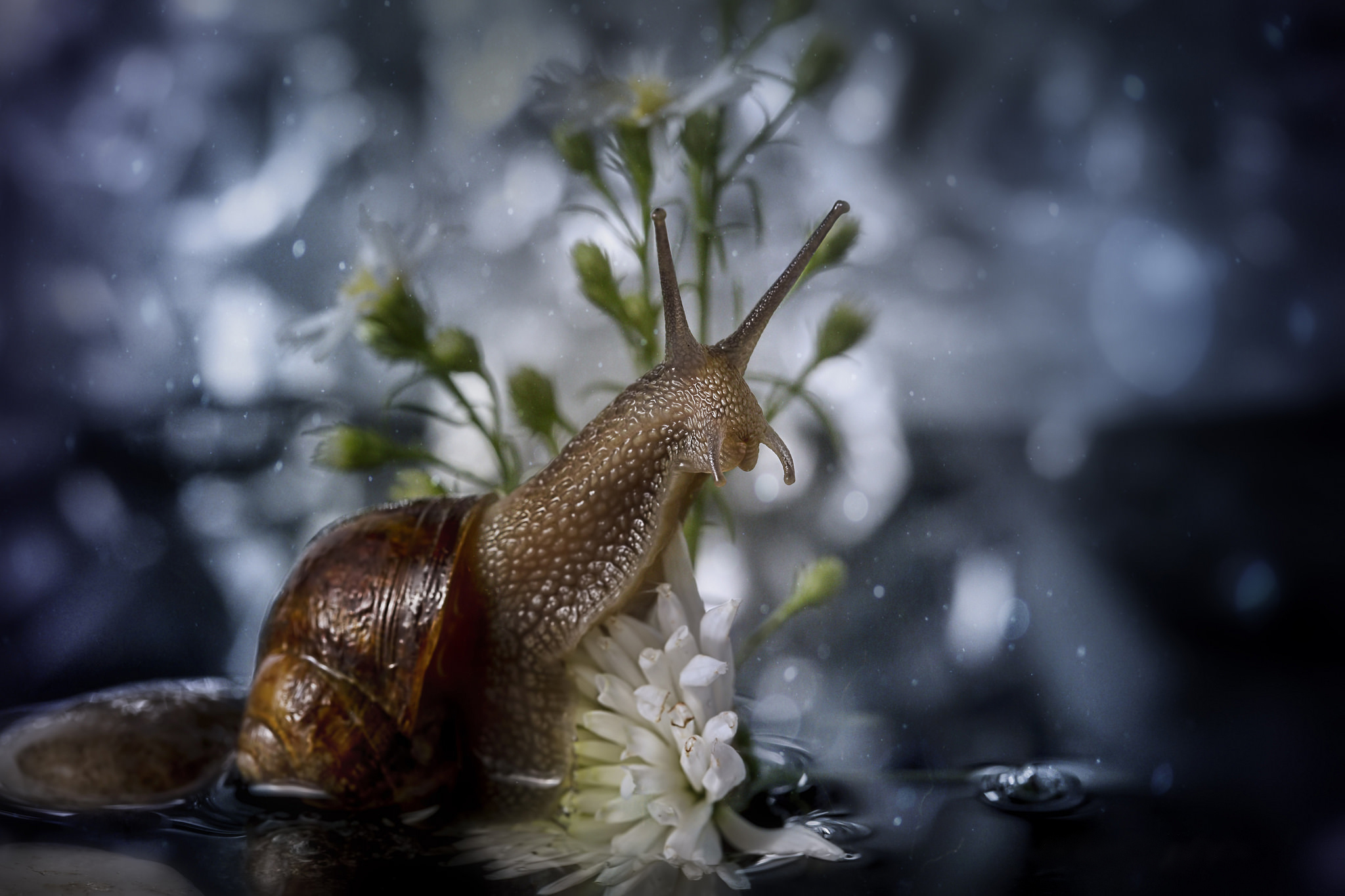 Download mobile wallpaper Water, Flower, Animal, Snail, Bokeh for free.