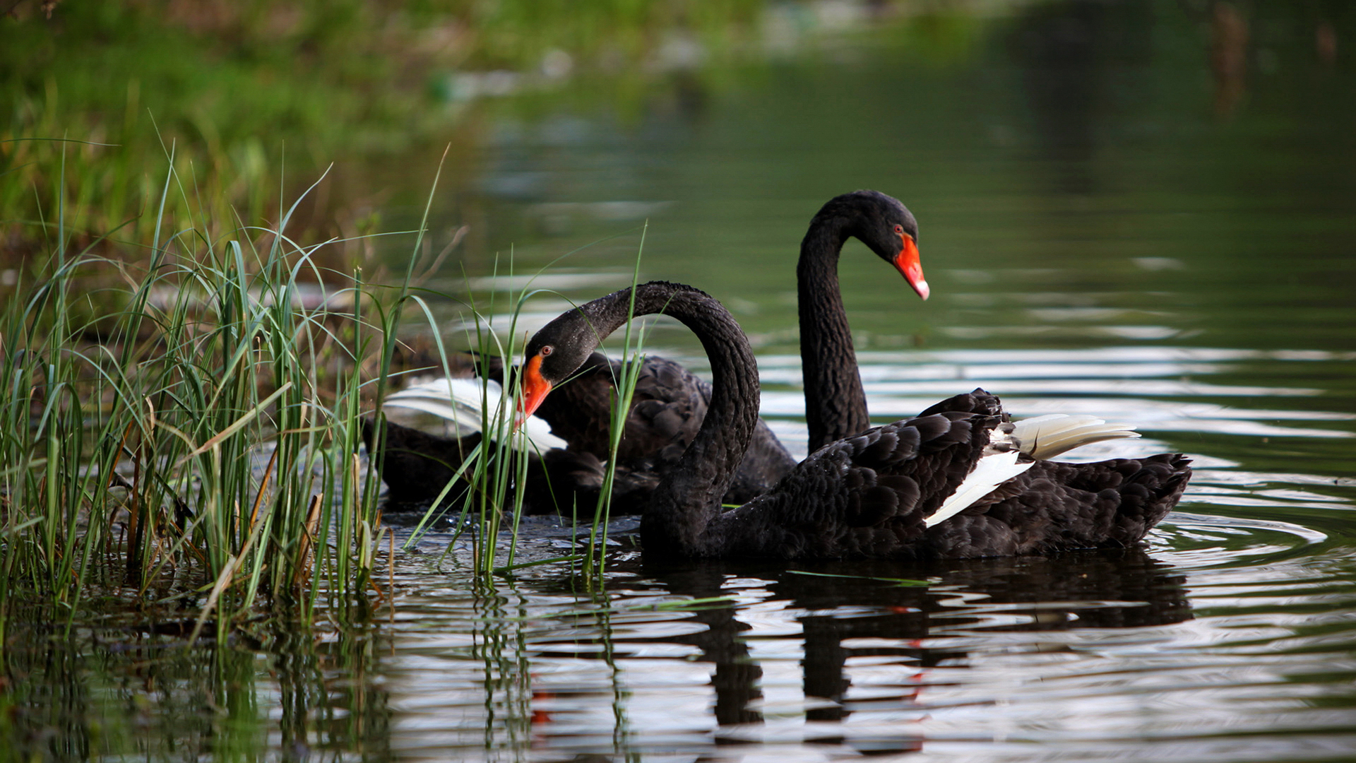 Download mobile wallpaper Animal, Black Swan for free.