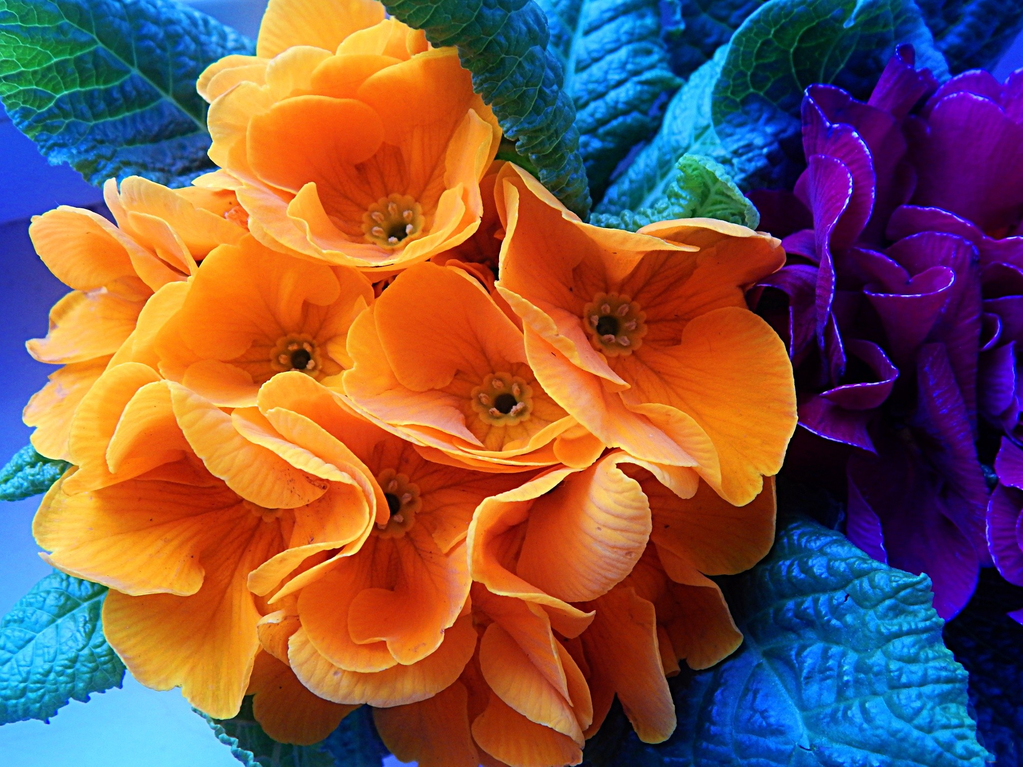 PCデスクトップにフラワーズ, 葉, 花, 地球, オレンジフラワー画像を無料でダウンロード