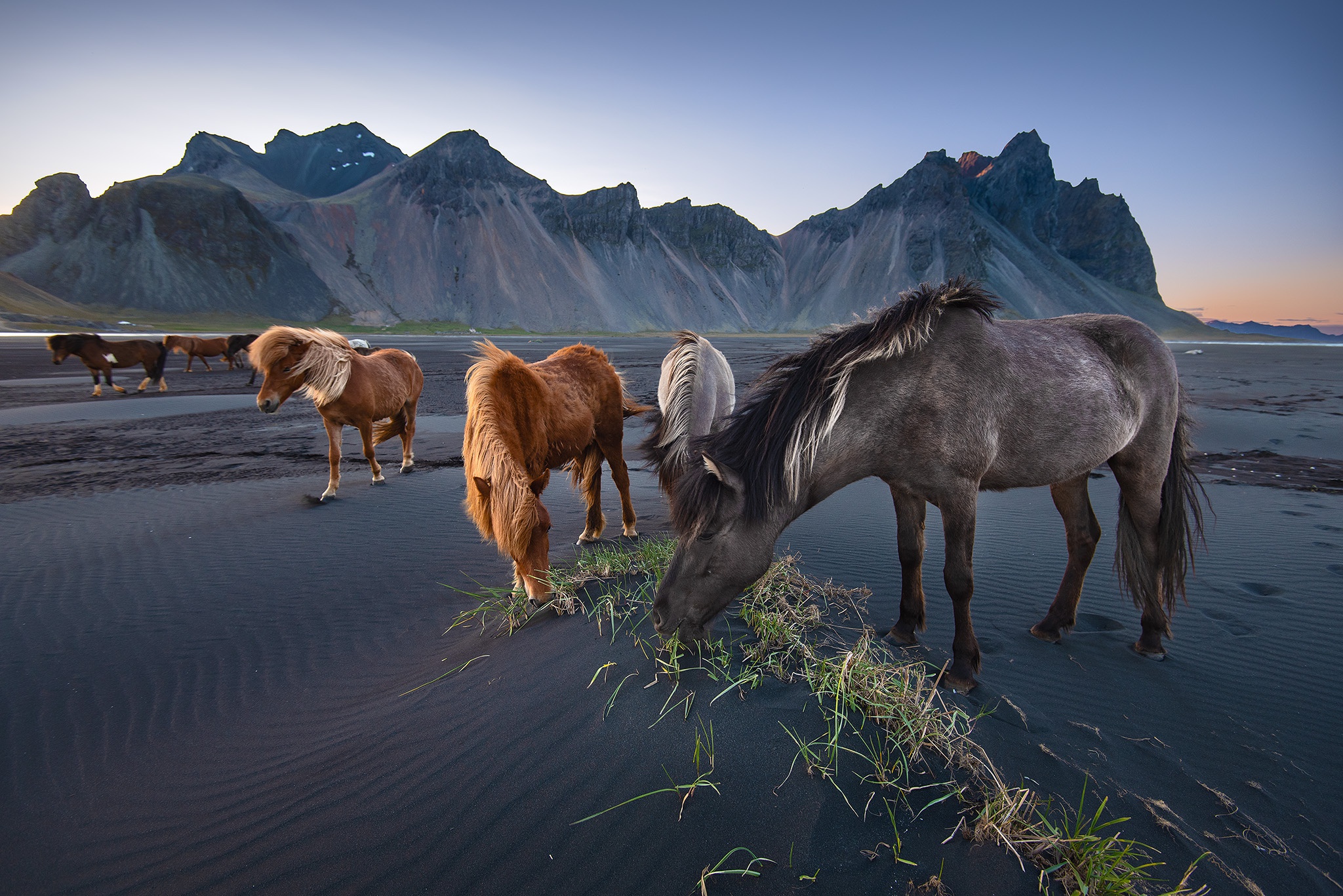 Handy-Wallpaper Tiere, Strand, Island, Hauspferd kostenlos herunterladen.