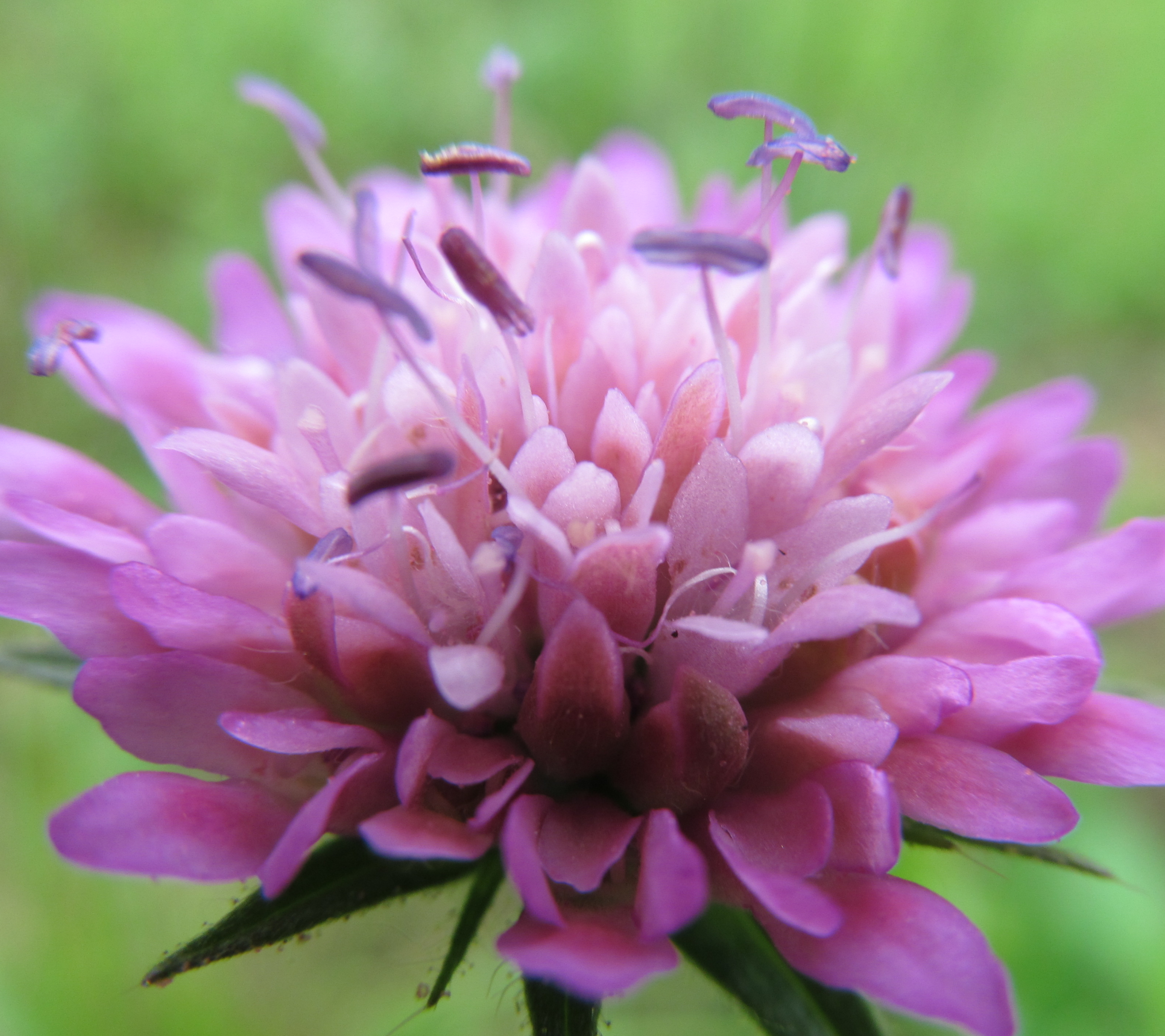 Téléchargez gratuitement l'image Fleurs, Fleur, Terre/nature sur le bureau de votre PC