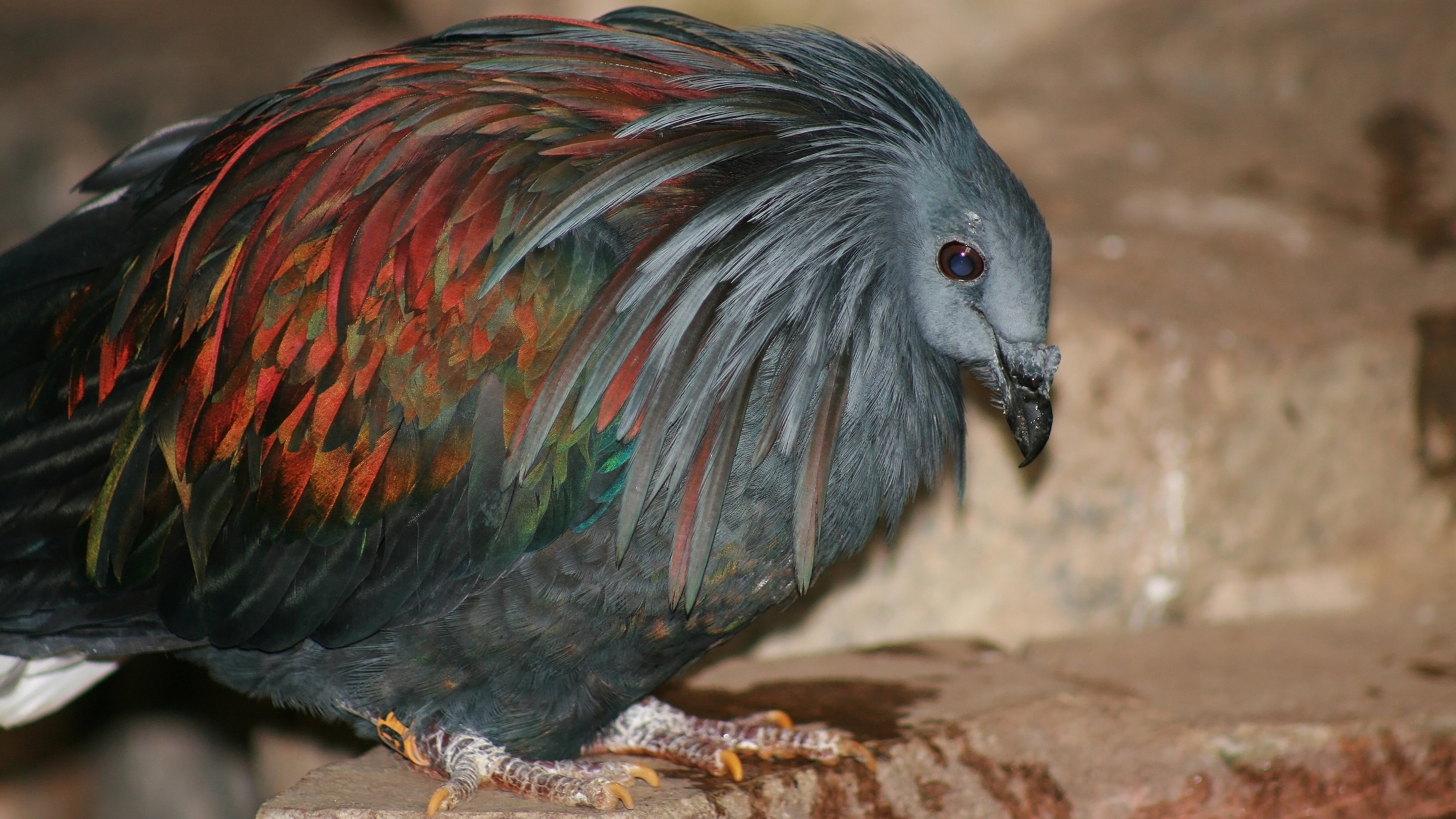 Free download wallpaper Birds, Animal, Nicobar Pigeon on your PC desktop