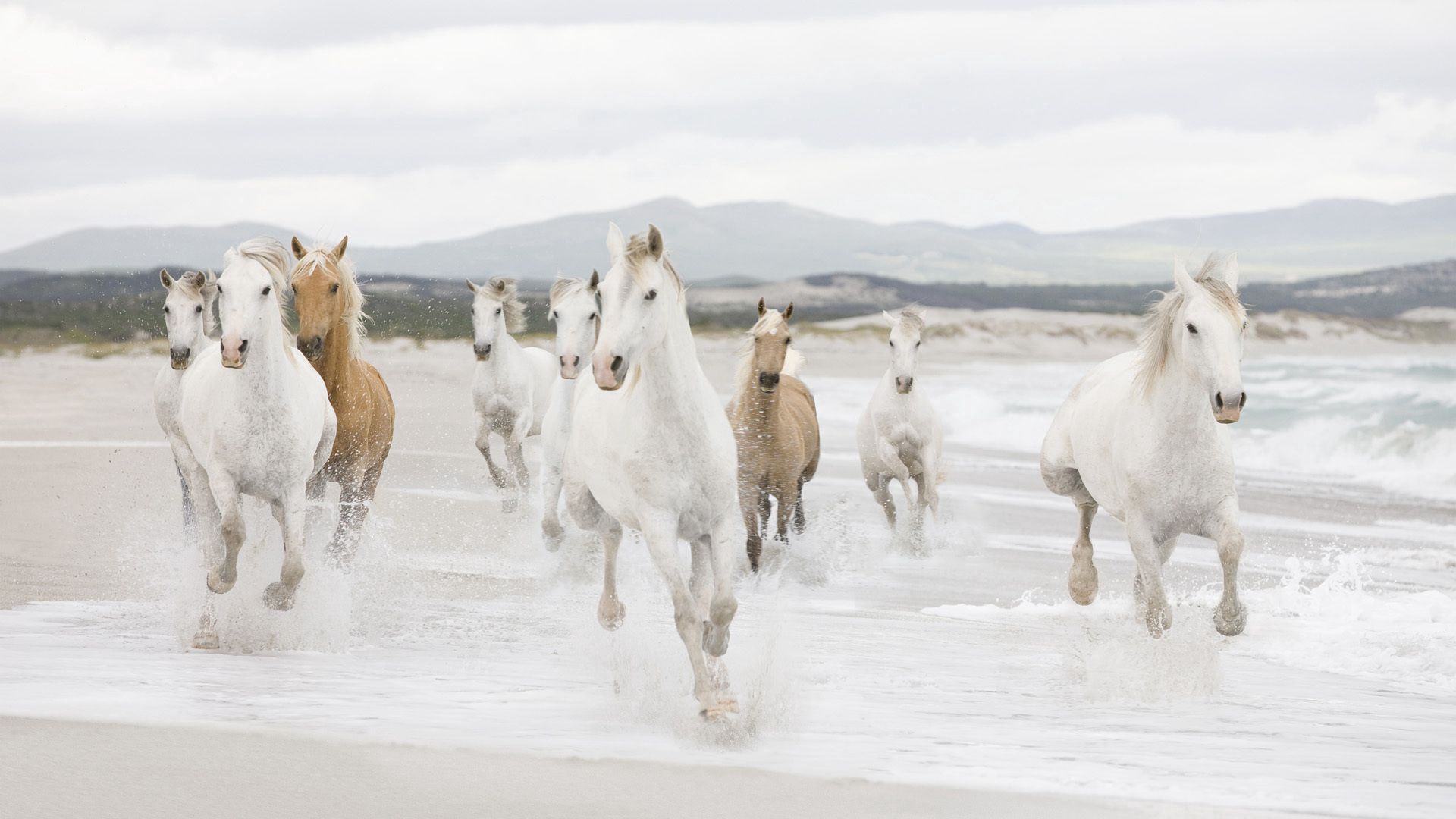 horses, animals, water, shore, bank, herd, run away, run