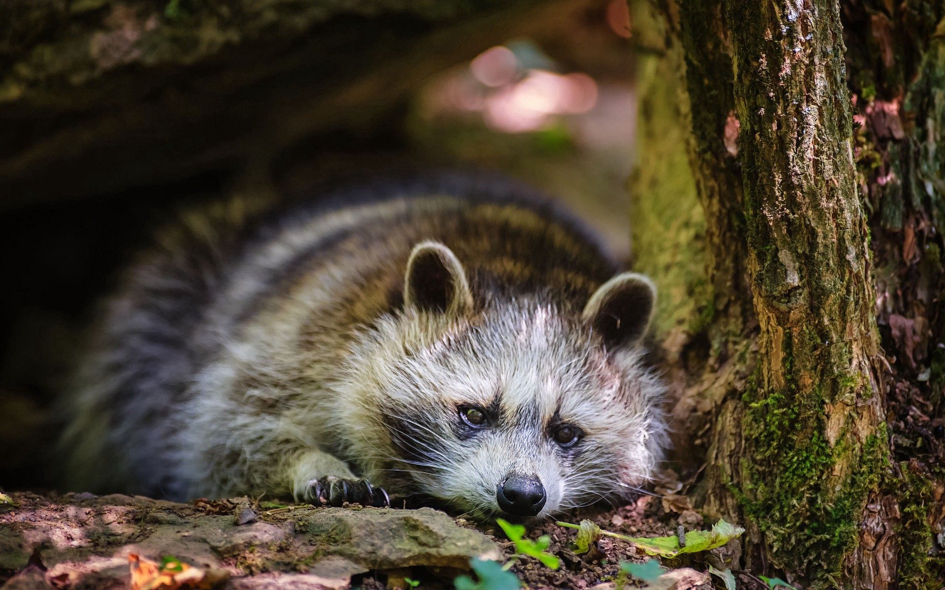 Free download wallpaper Animals, Grass, To Lie Down, Lie, Raccoon, Leaves on your PC desktop