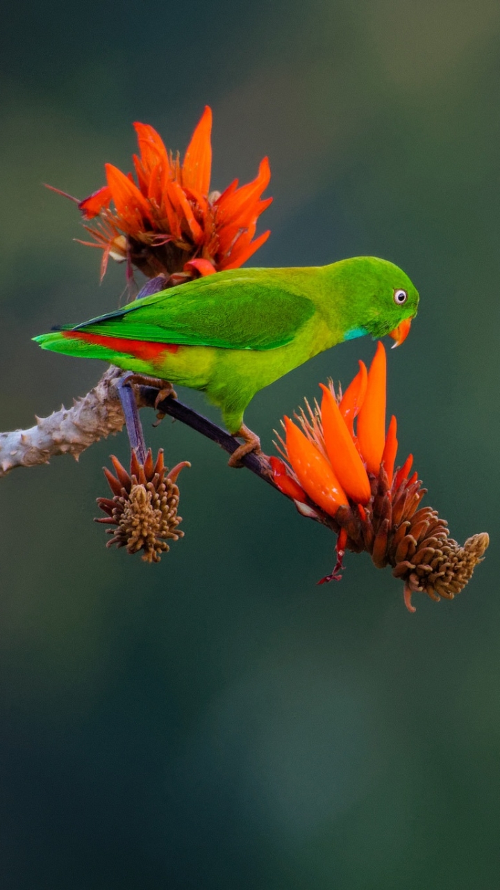 Download mobile wallpaper Birds, Flower, Bird, Animal, Parrot for free.