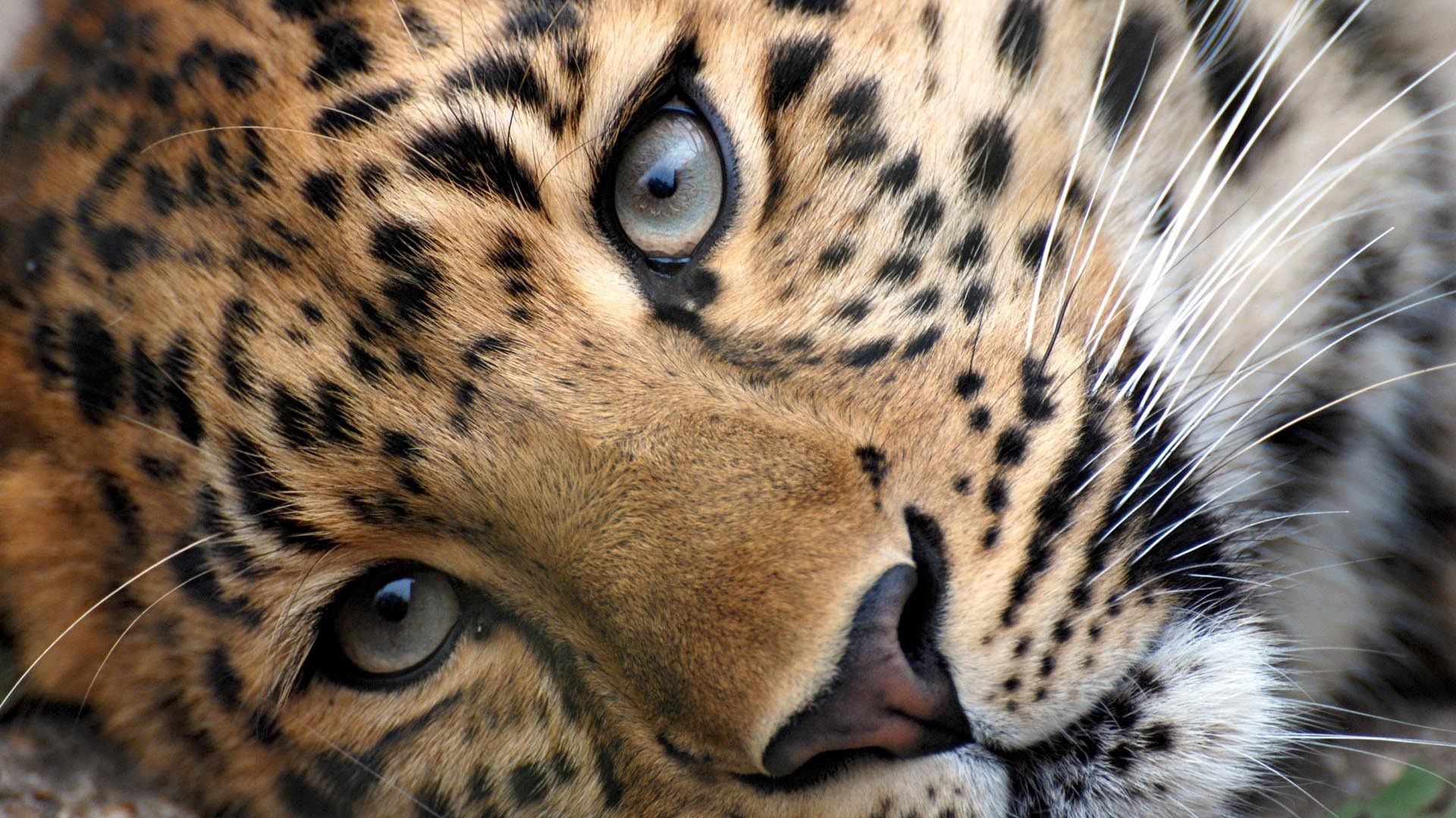Laden Sie das Fleckig, Sicht, Tiere, Schnauze, Gefleckt, Meinung, Leopard-Bild kostenlos auf Ihren PC-Desktop herunter