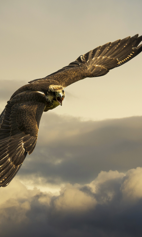 Download mobile wallpaper Birds, Bird, Animal, Eagle, Golden Eagle for free.
