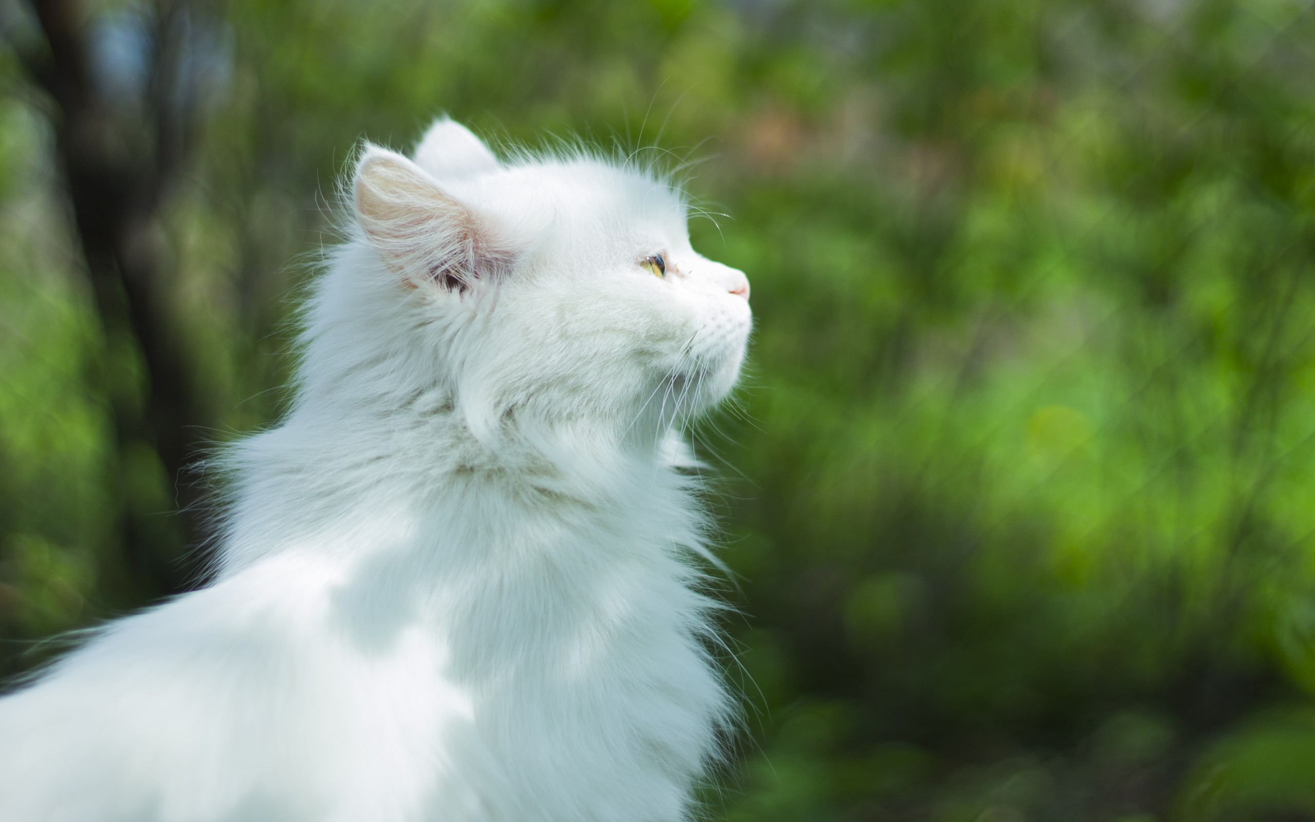 Descarga gratuita de fondo de pantalla para móvil de Animales, Gatos, Gato.