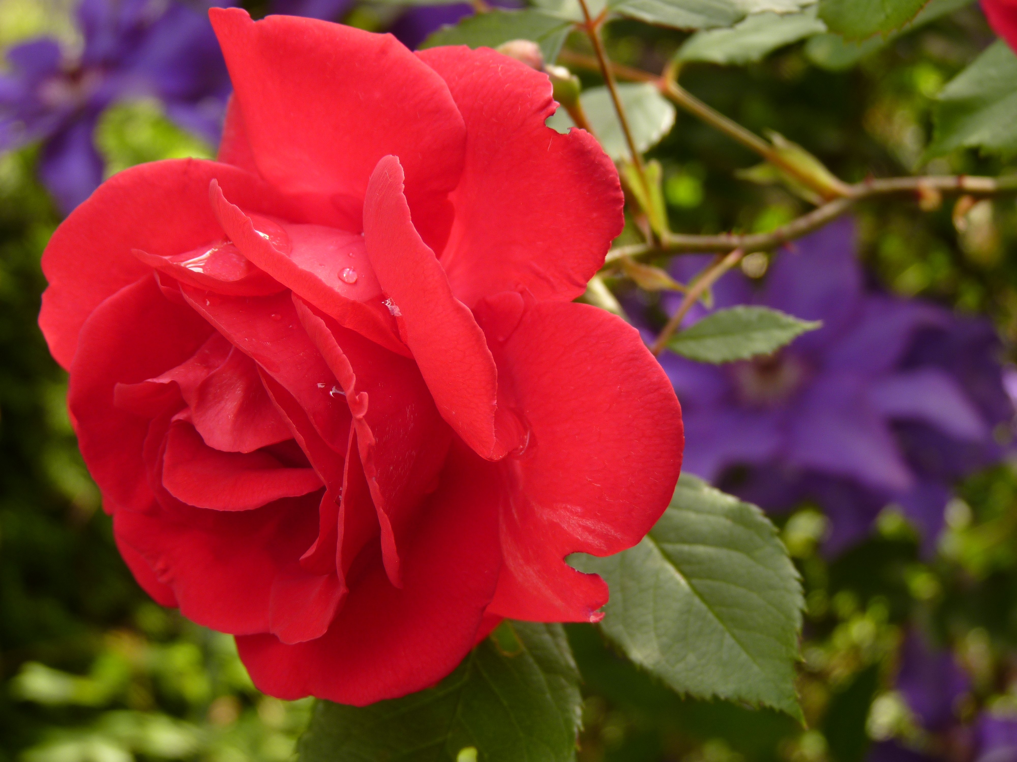 Laden Sie das Rose, Knospe, Bud, Blumen, Drops, Blütenblätter-Bild kostenlos auf Ihren PC-Desktop herunter