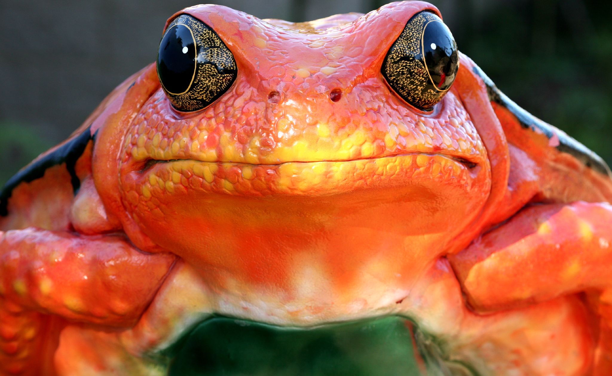 PCデスクトップにカエル, 動物画像を無料でダウンロード