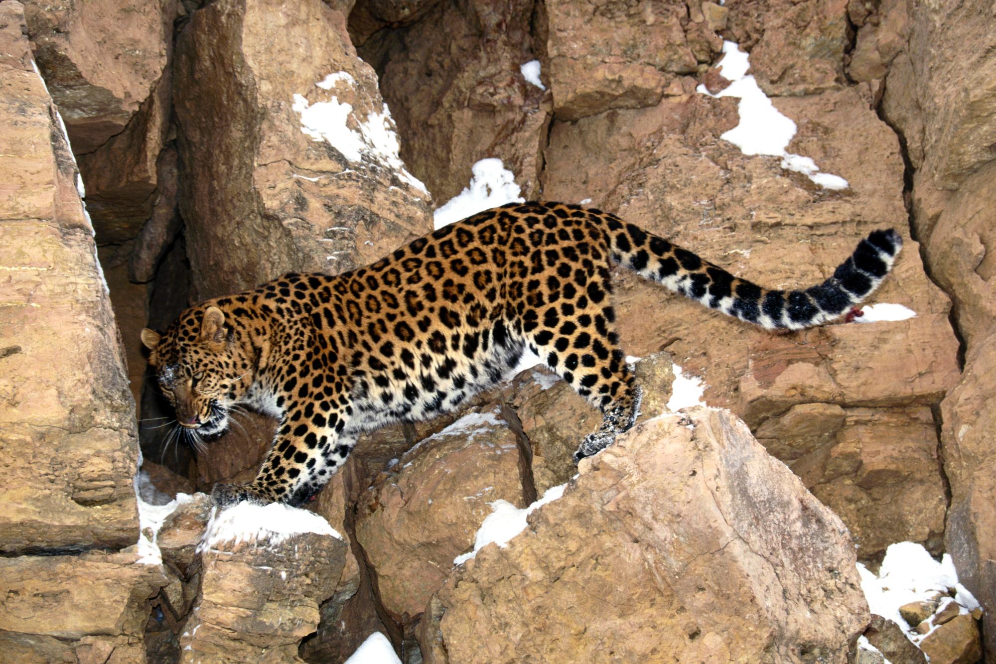 Baixar papel de parede para celular de Leopardo, Gatos, Animais gratuito.