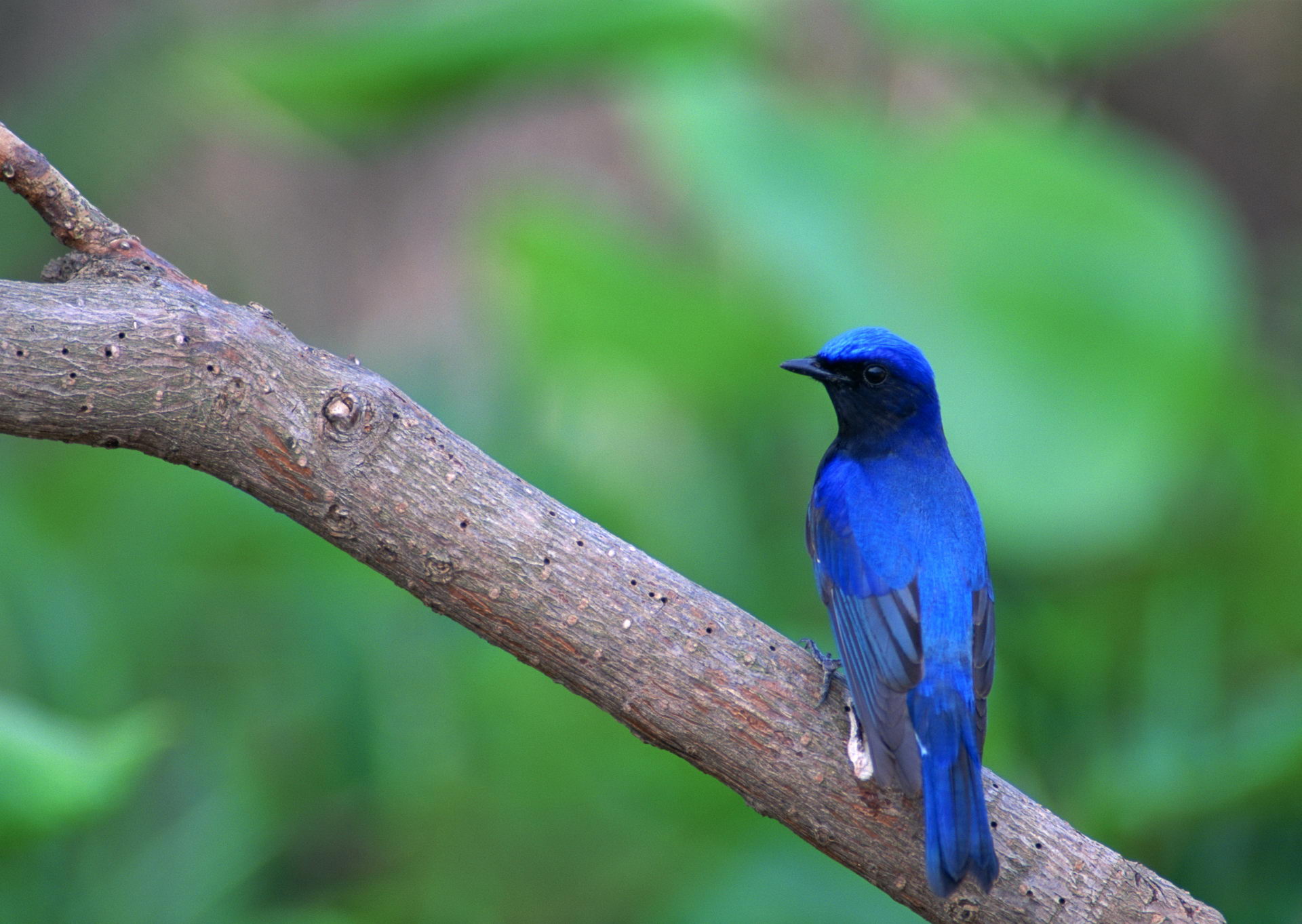 Baixe gratuitamente a imagem Pássaro, Aves, Animais na área de trabalho do seu PC