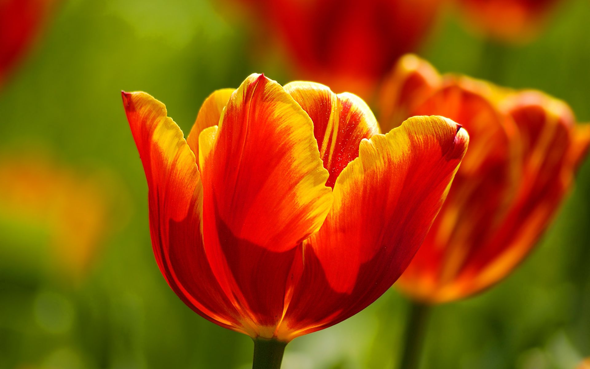 Free download wallpaper Flowers, Tulips, Bright, Sunny on your PC desktop