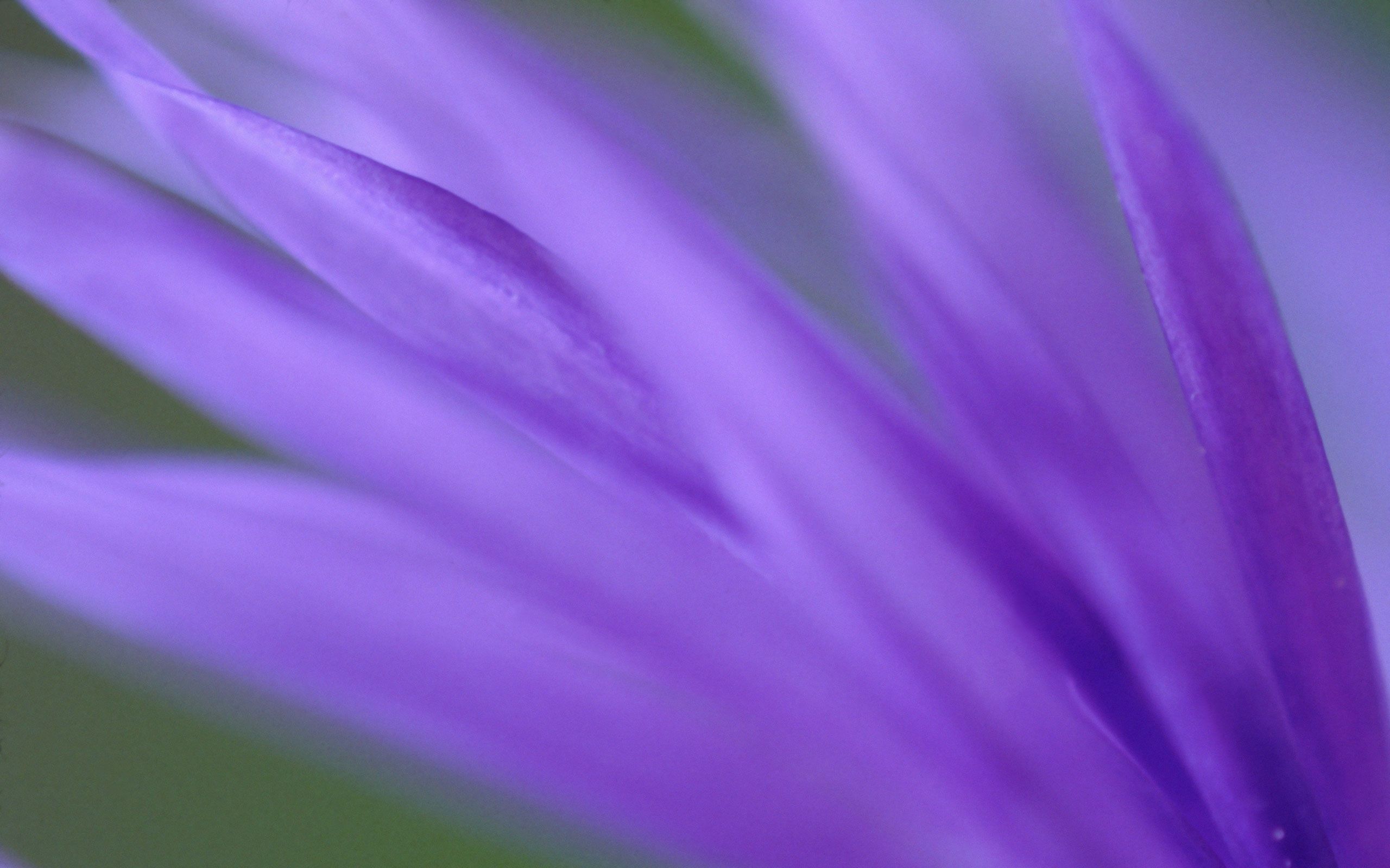Free download wallpaper Plant, Macro, Petals, Blur, Smooth, Lilac, Flower on your PC desktop