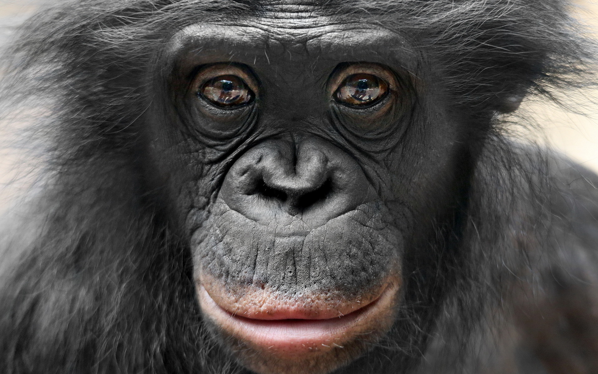 Популярні заставки і фони Бонобо на комп'ютер