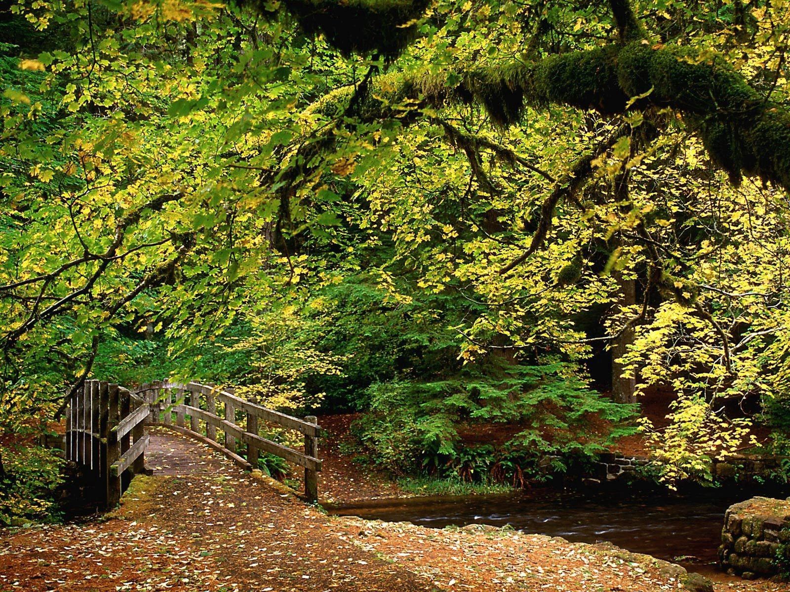 Скачать картинку Река, Деревья, Мостик, Лес, Парк, Природа, Листья, Осень в телефон бесплатно.
