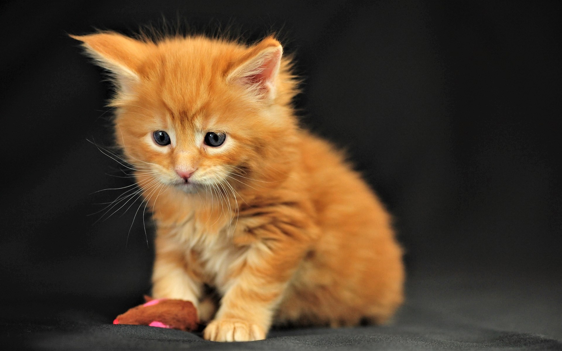 無料モバイル壁紙動物, ネコ, 猫, 子猫, 可愛い, 赤ちゃん動物をダウンロードします。