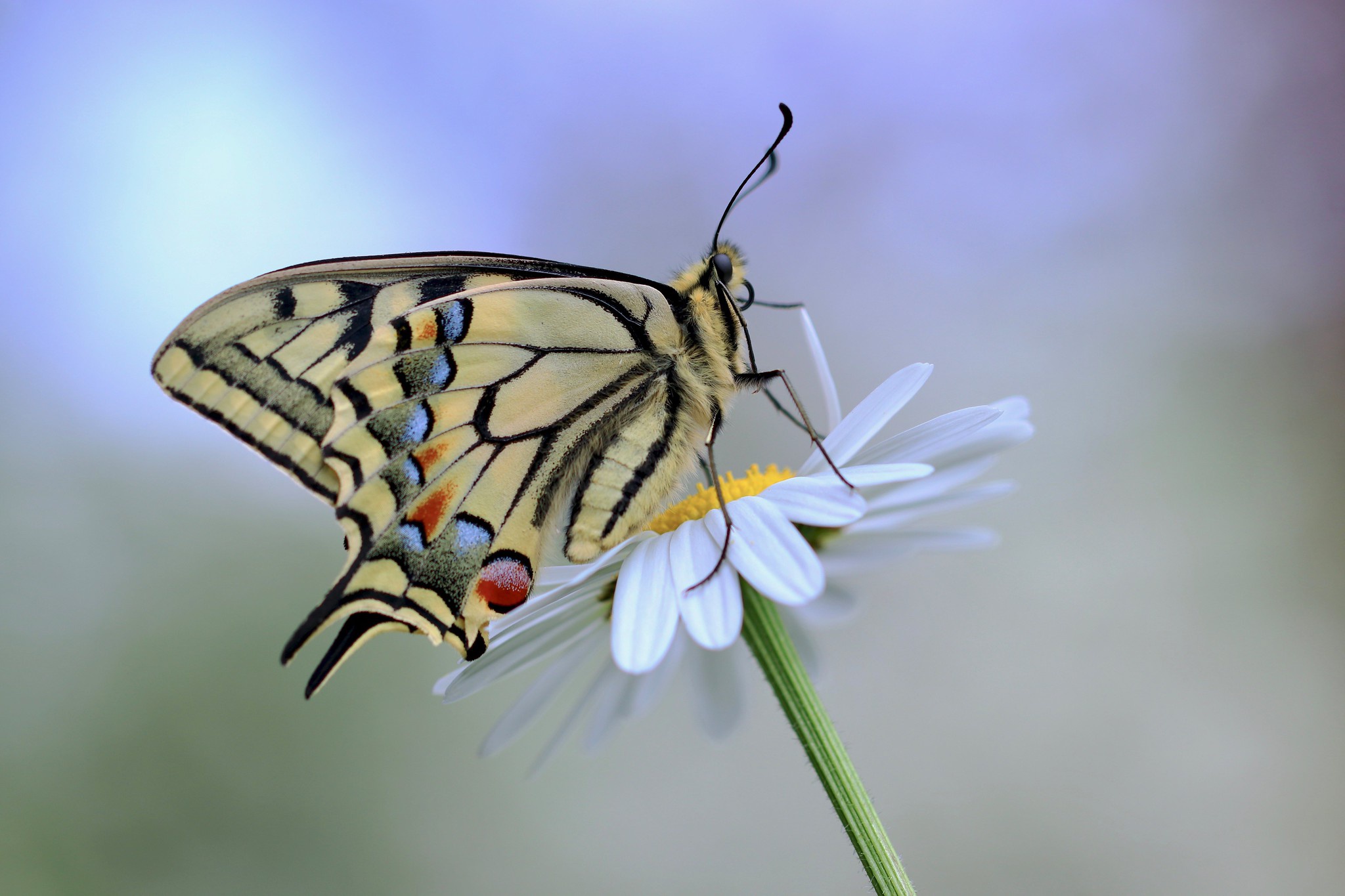 Download mobile wallpaper Insects, Butterfly, Animal, Swallowtail Butterfly for free.