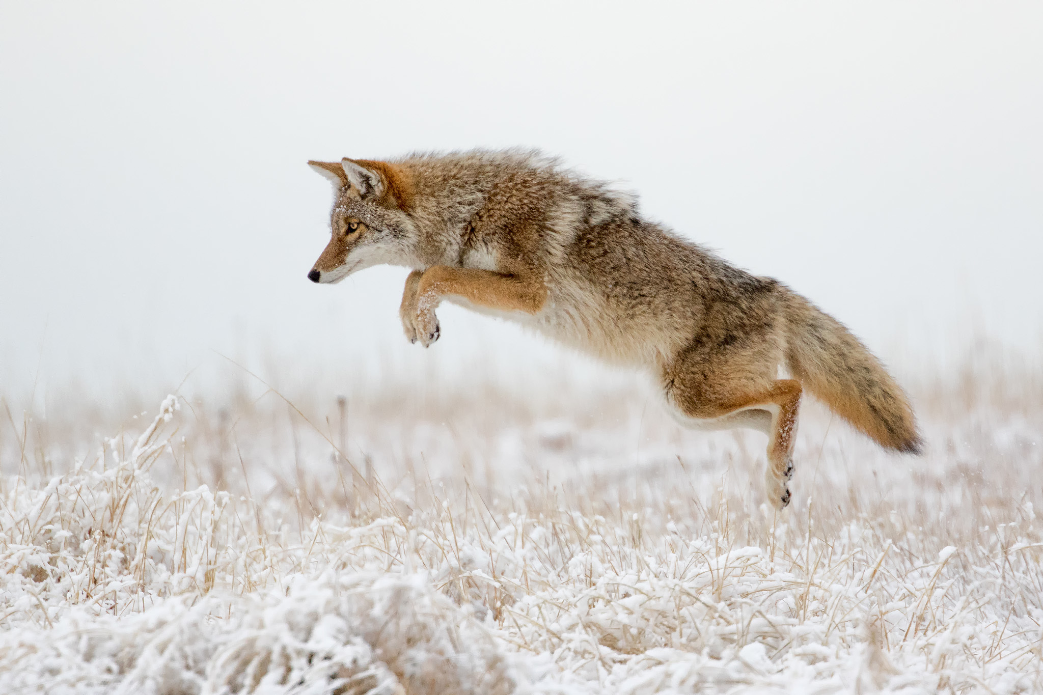 812456 descargar imagen invierno, animales, coyote, salto, nieve: fondos de pantalla y protectores de pantalla gratis
