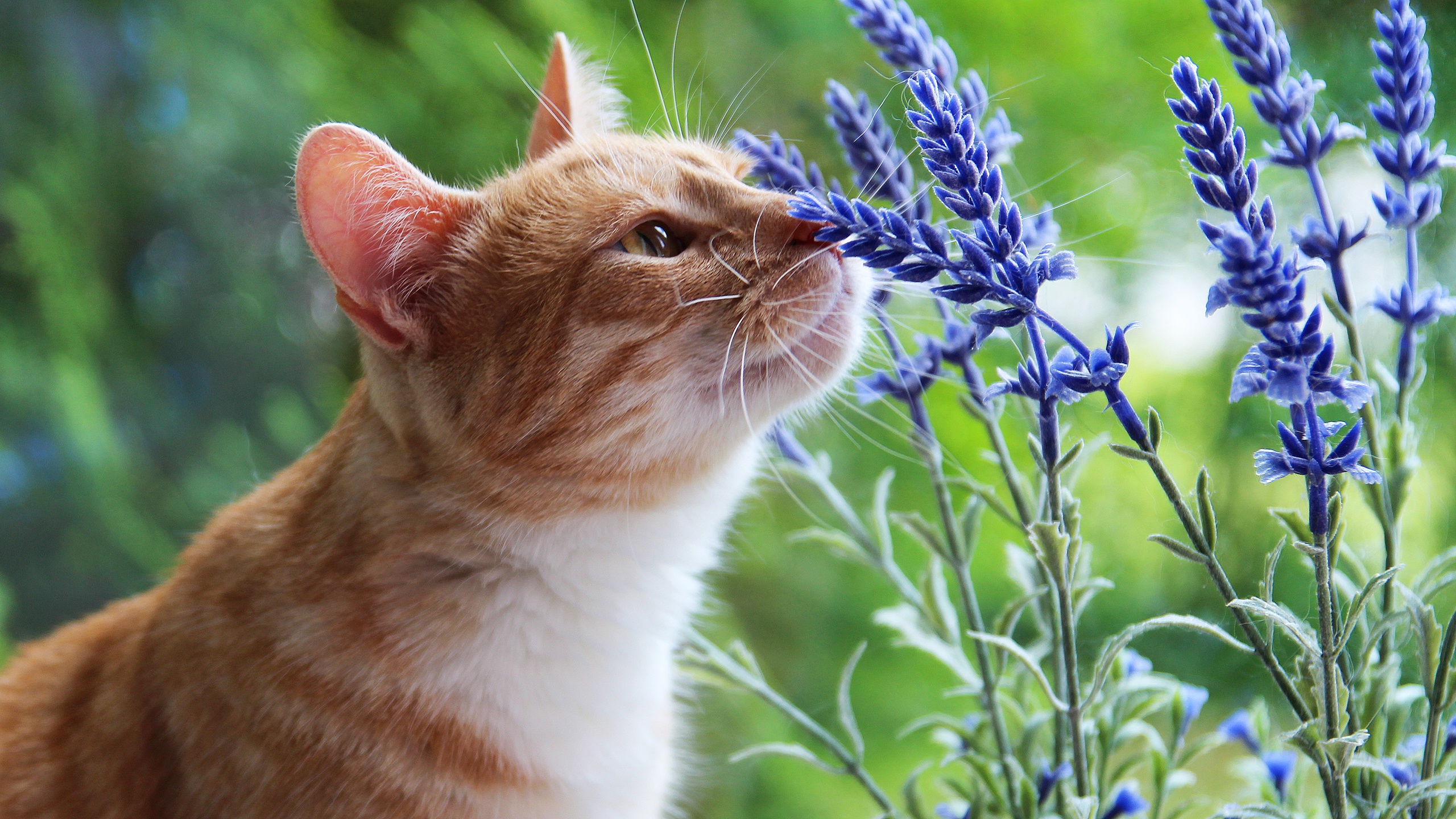 無料モバイル壁紙動物, 花, ネコ, 猫, 青い花をダウンロードします。