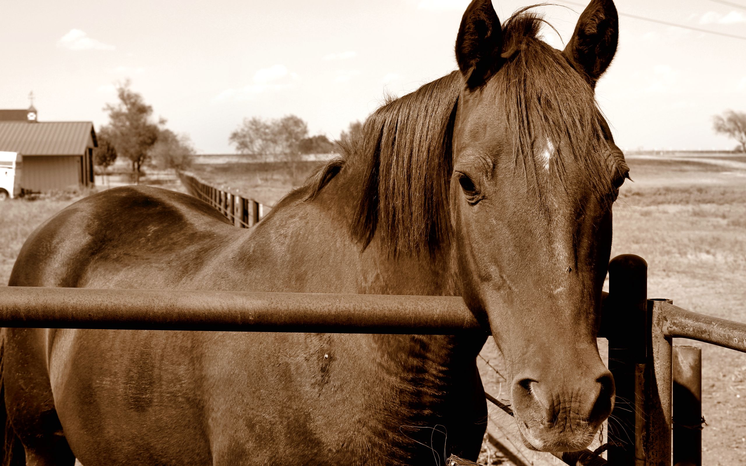 Descarga gratuita de fondo de pantalla para móvil de Animales, Caballo.