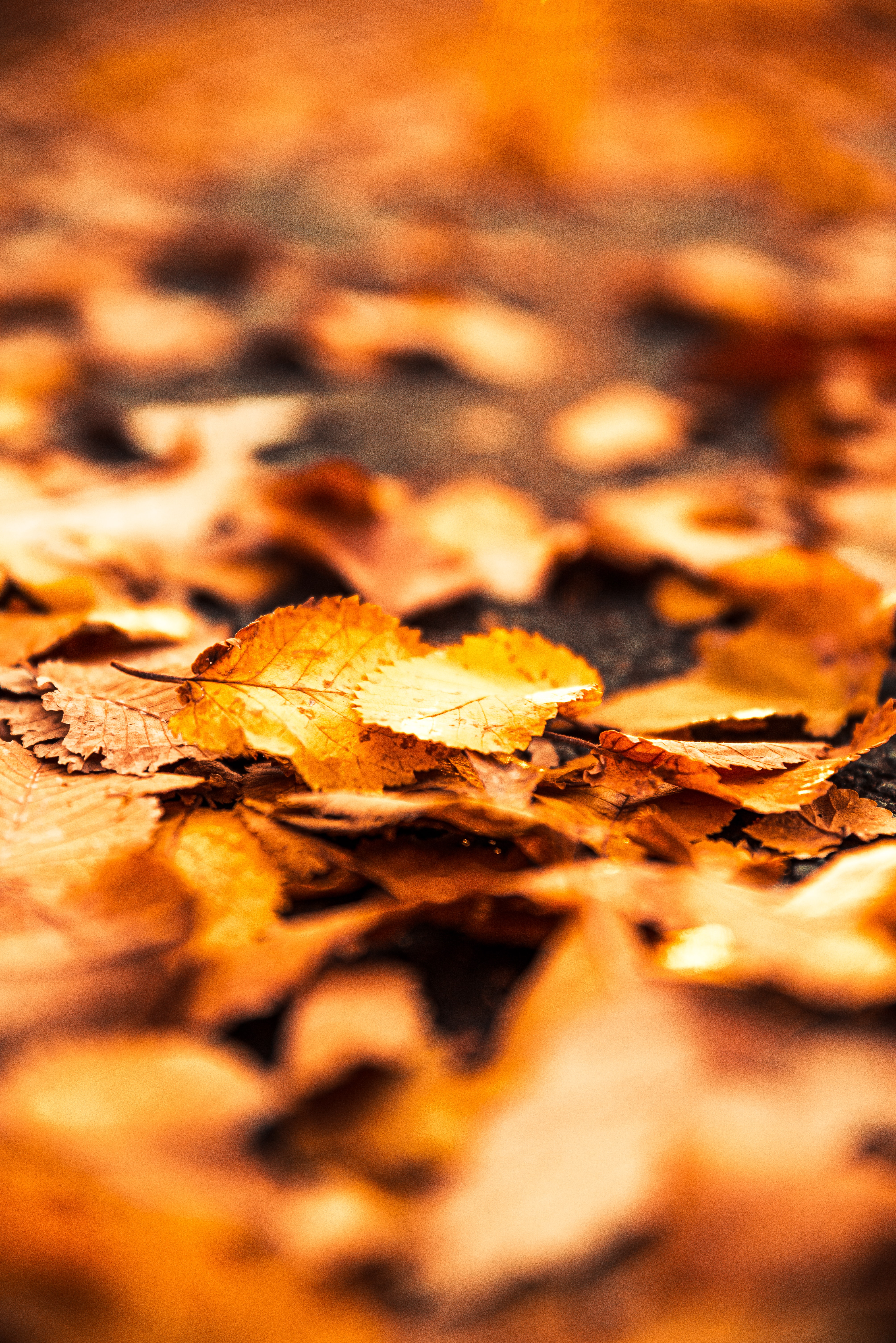 Baixe gratuitamente a imagem Natureza, Outono, Folhas, Macro, Folhagem na área de trabalho do seu PC