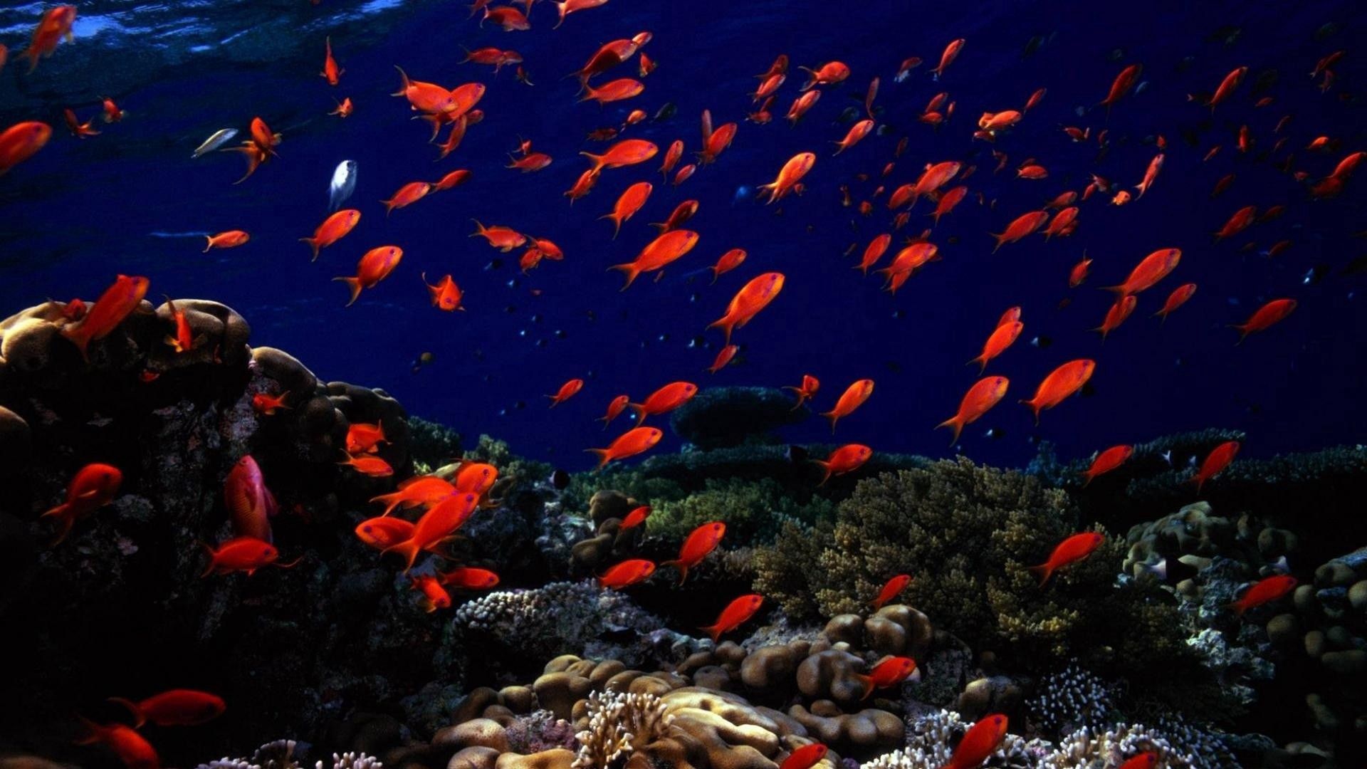 118241 завантажити картинку підводний світ, тварини, риби, морське дно - шпалери і заставки безкоштовно