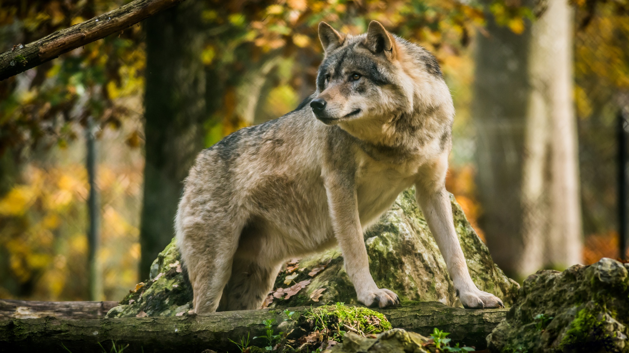 Descarga gratuita de fondo de pantalla para móvil de Animales, Lobo, Profundidad De Campo, Wolves.
