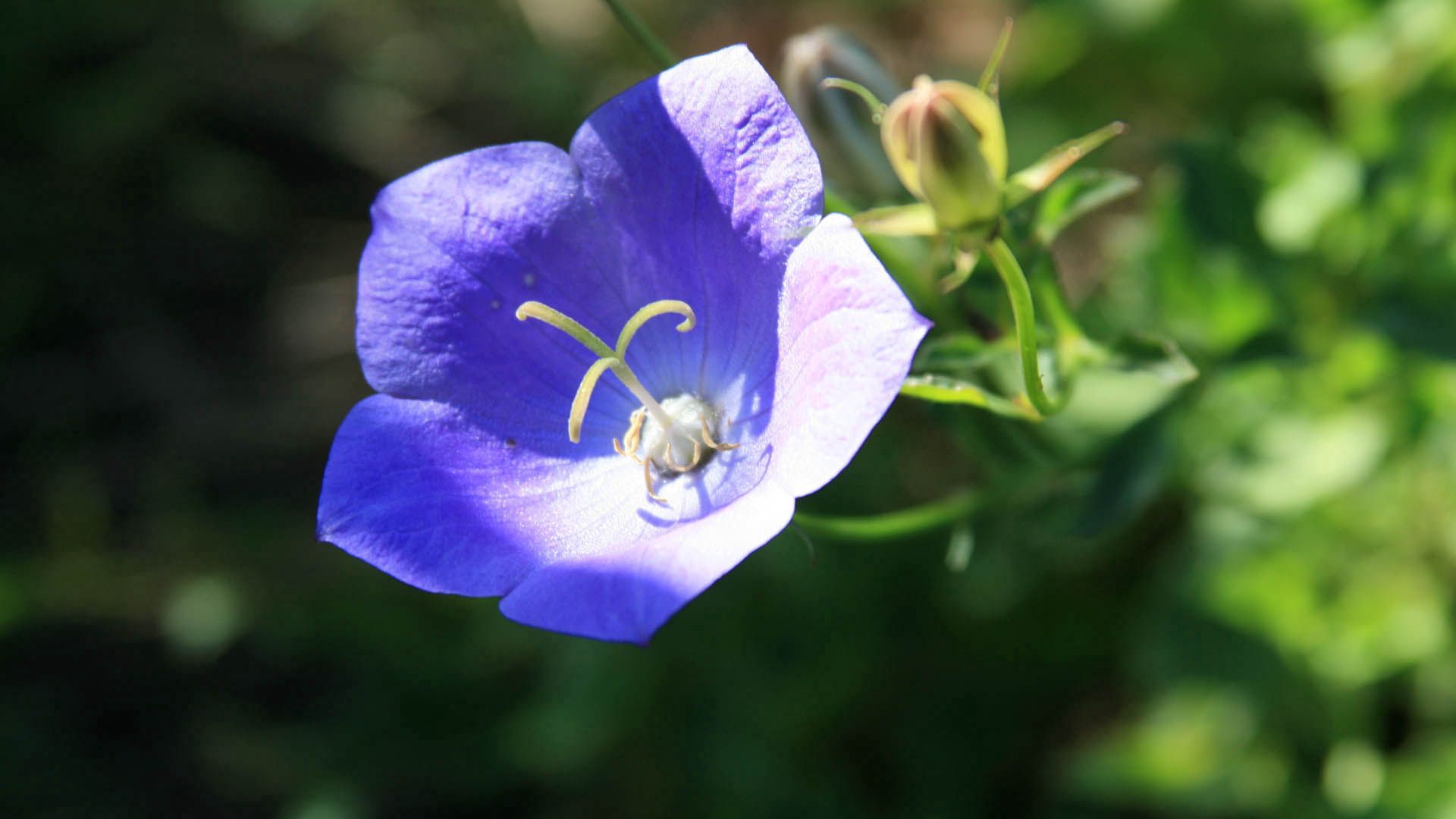 Laden Sie das Makro, Blume, Blütenblätter, Dunkel-Bild kostenlos auf Ihren PC-Desktop herunter