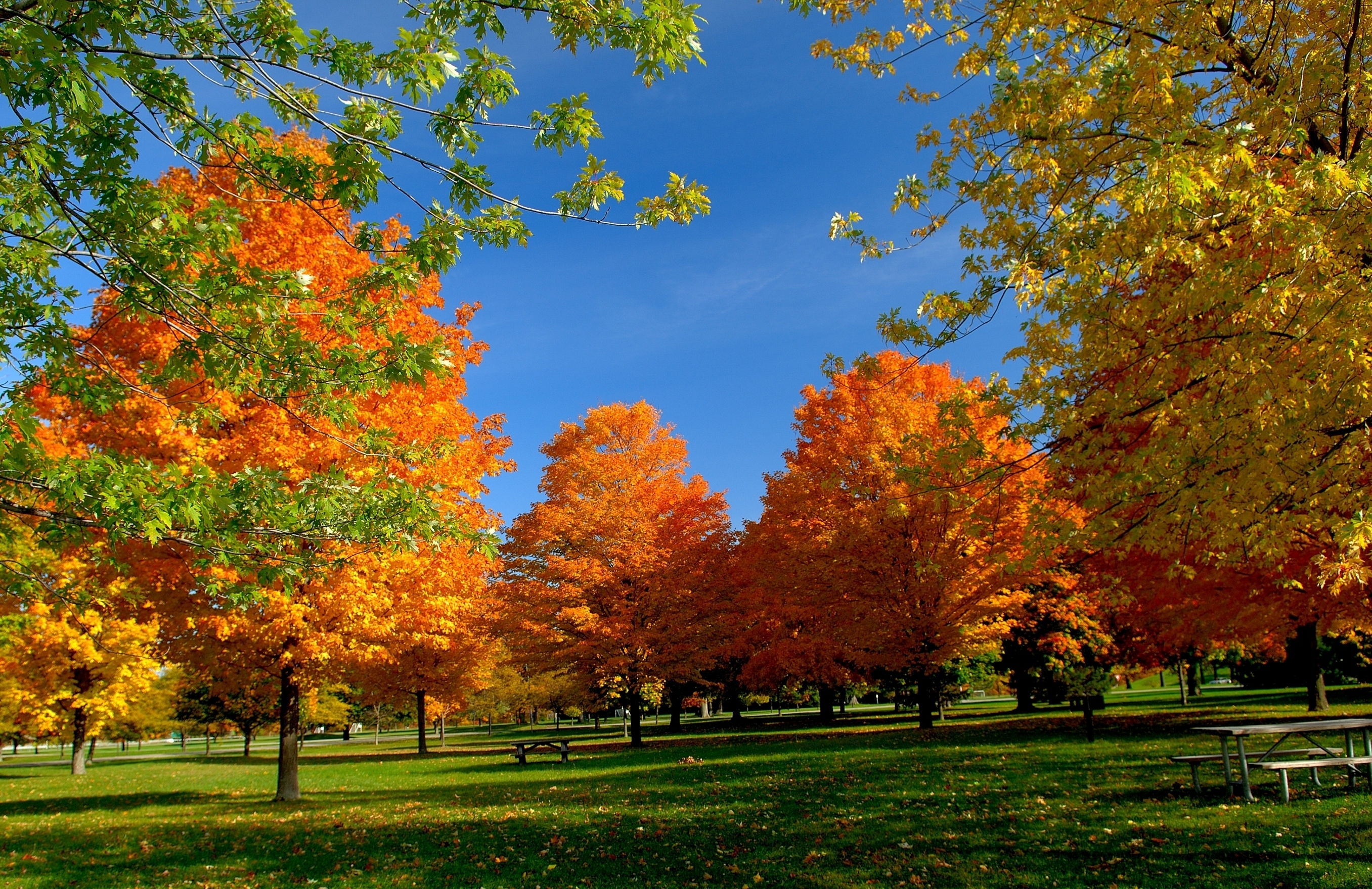 70277 скачать картинку листья, осень, природа, деревья, парк, скамейка, пикник - обои и заставки бесплатно
