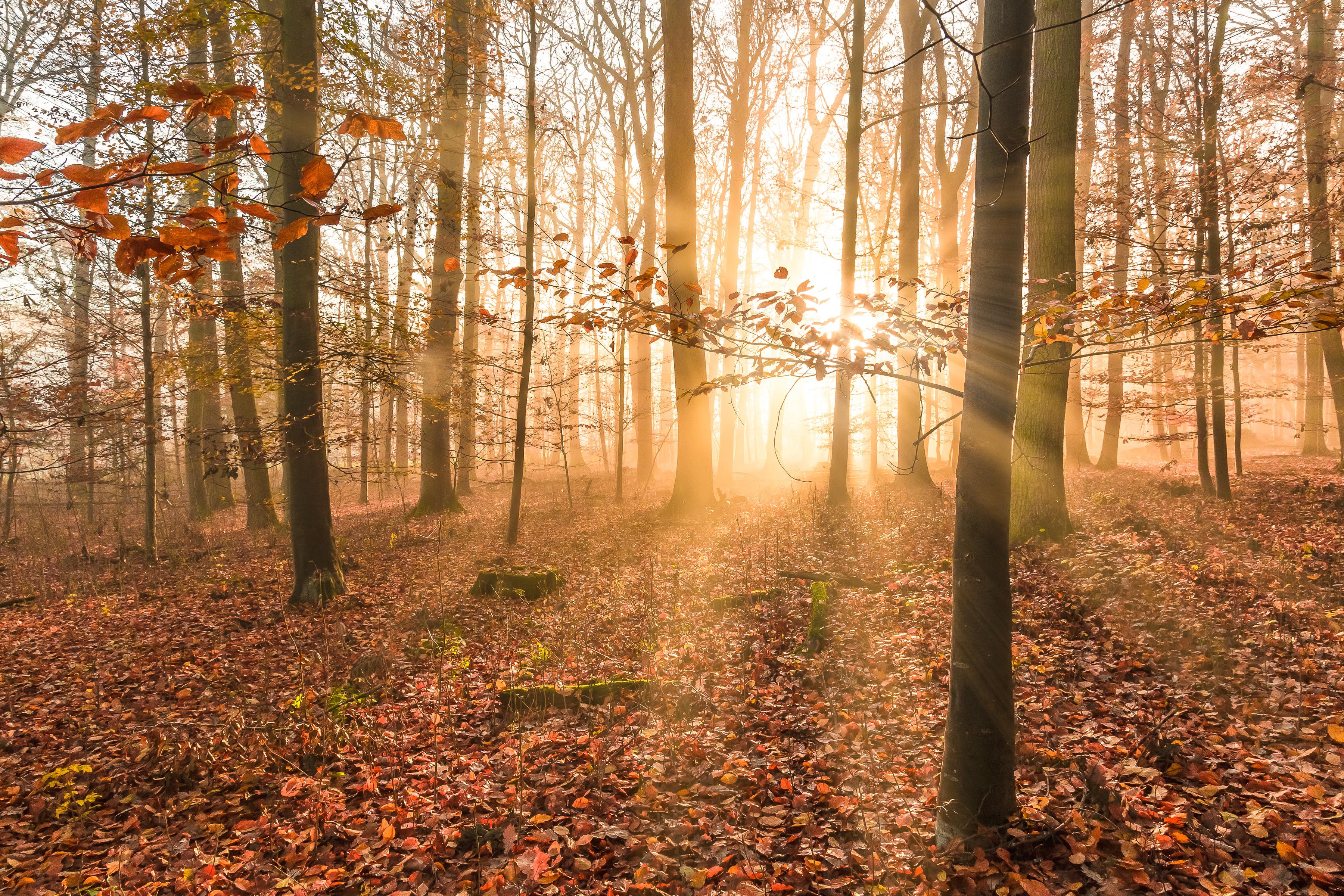 Handy-Wallpaper Natur, Herbst, Wald, Baum, Sonnenstrahl, Erde/natur kostenlos herunterladen.