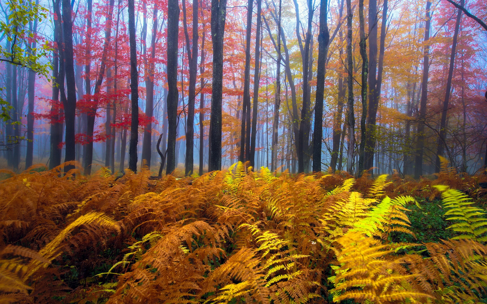 Скачать обои бесплатно Природа, Осень, Папоротник, Лес, Дерево, Туман, Земля/природа картинка на рабочий стол ПК