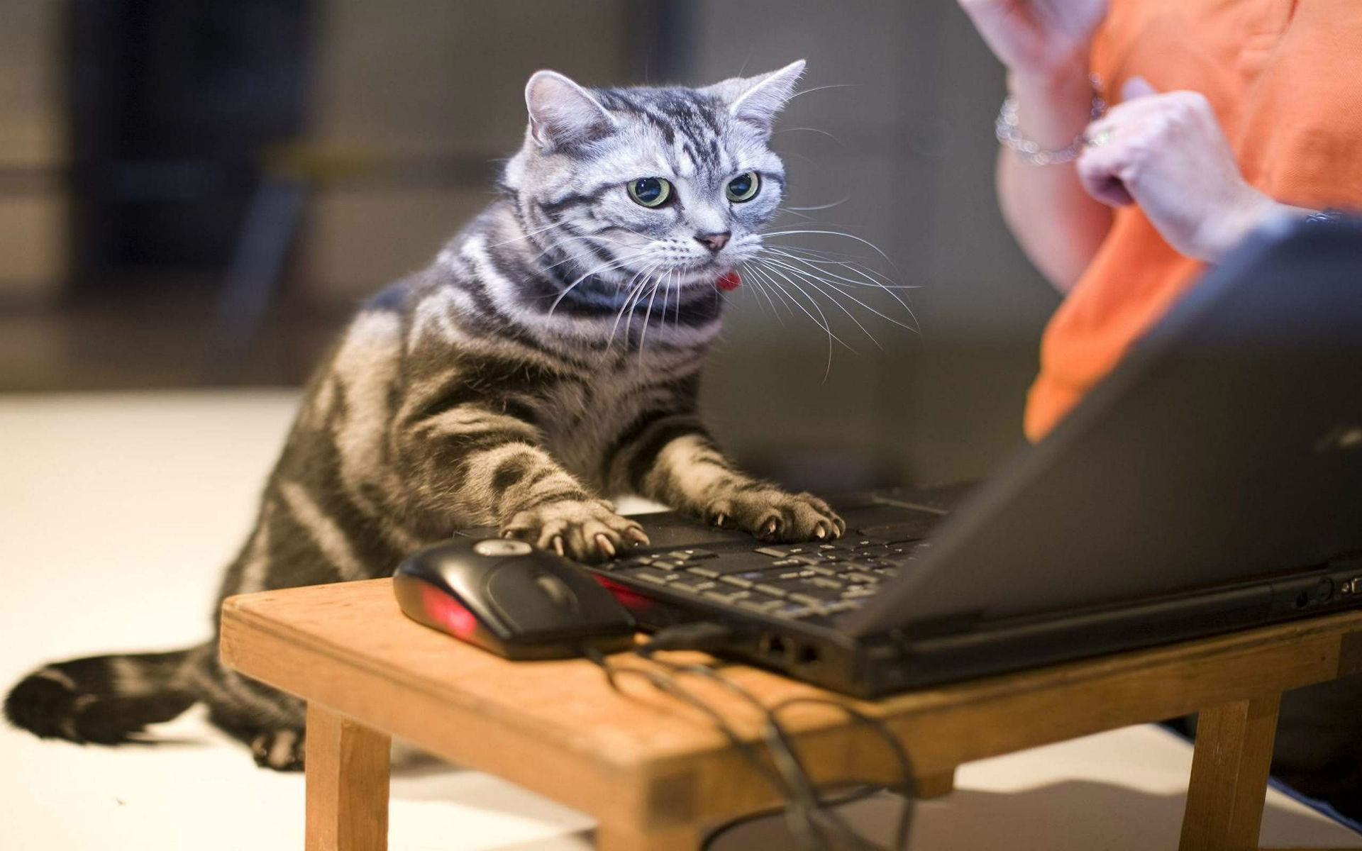 Descarga gratis la imagen Animales, Gato, Lindo, Gracioso, Humor, Ordenador en el escritorio de tu PC