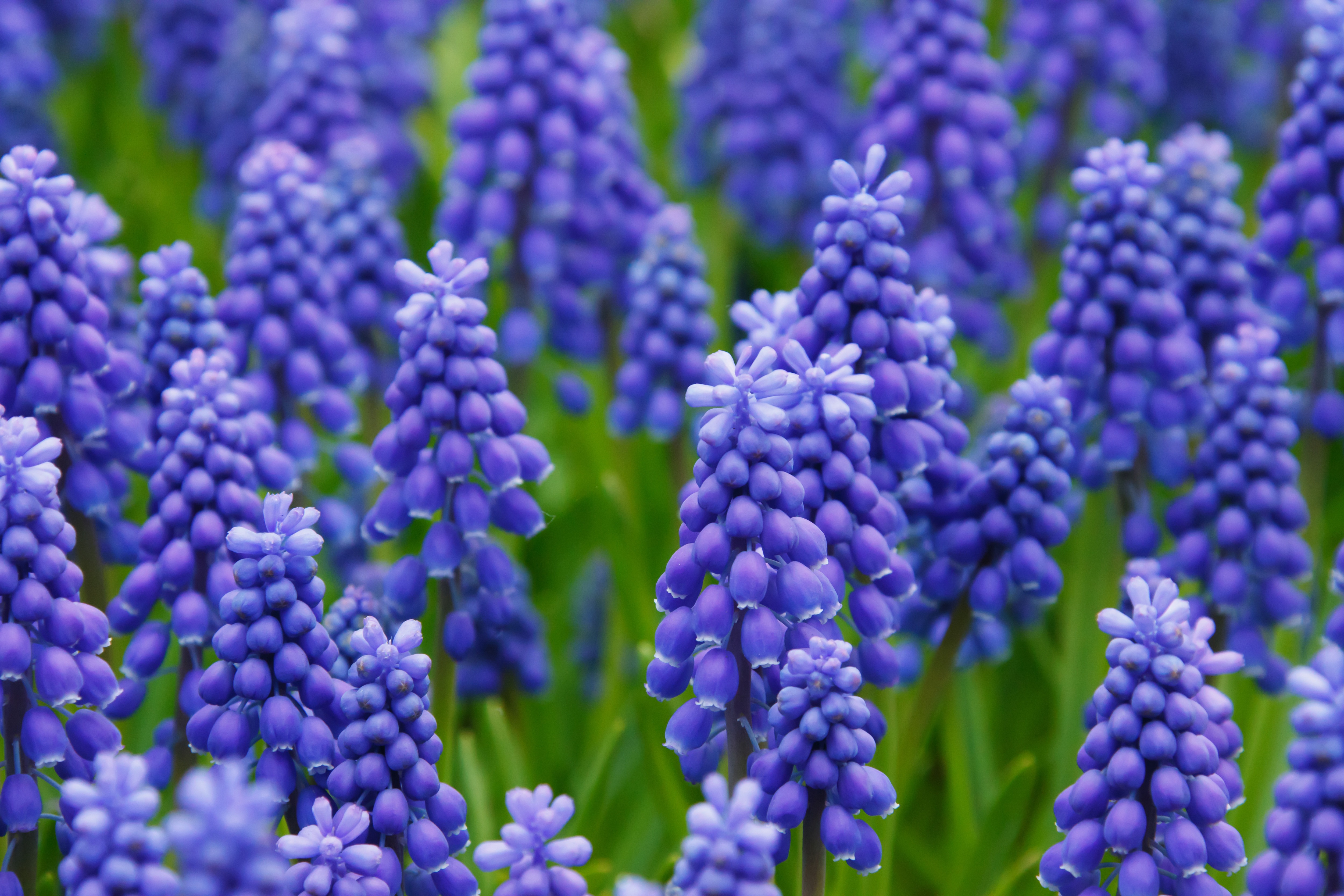 Free download wallpaper Nature, Flowers, Hyacinth, Flower, Earth, Purple Flower on your PC desktop
