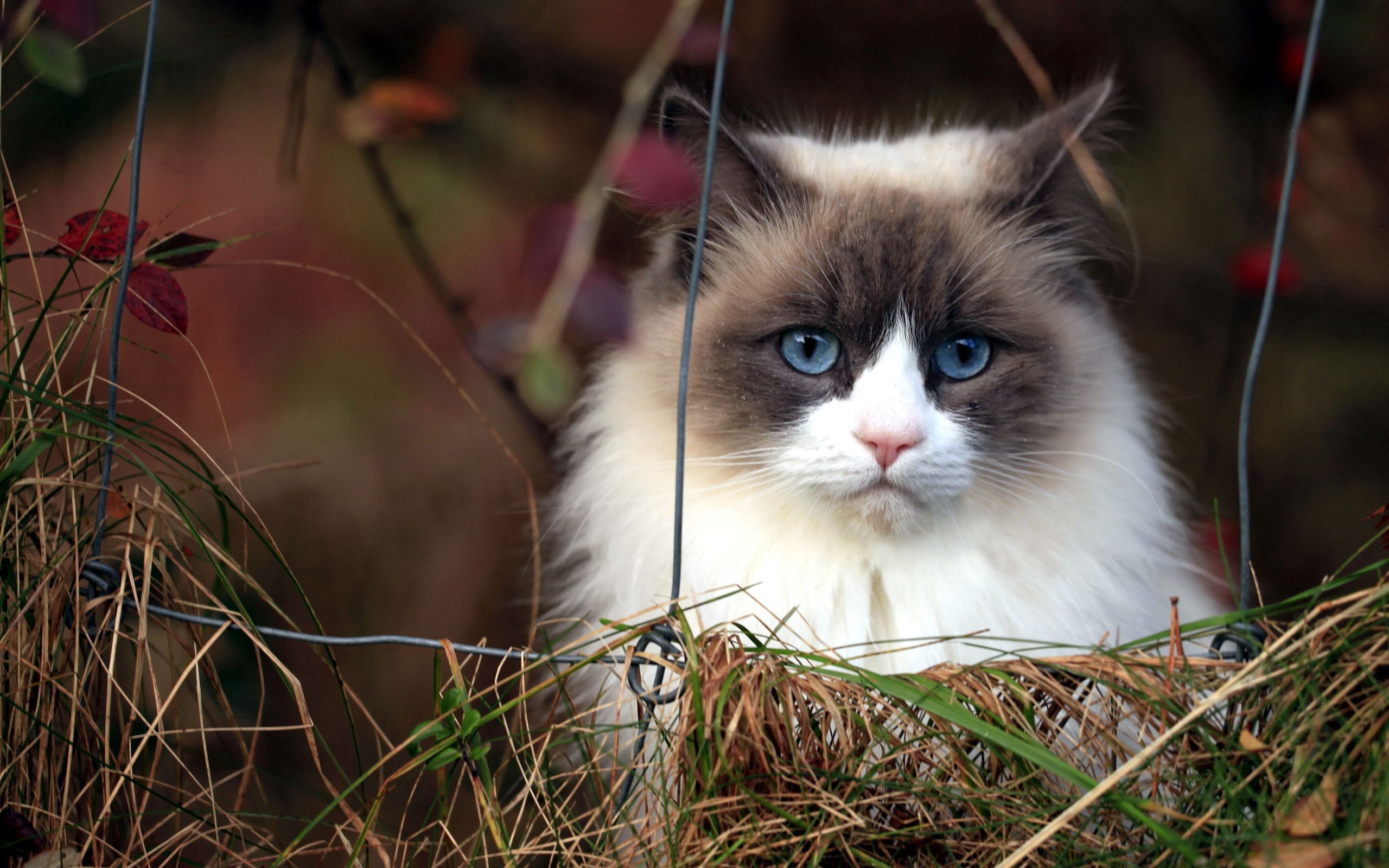 animals, grass, cat, fluffy, blue eyed