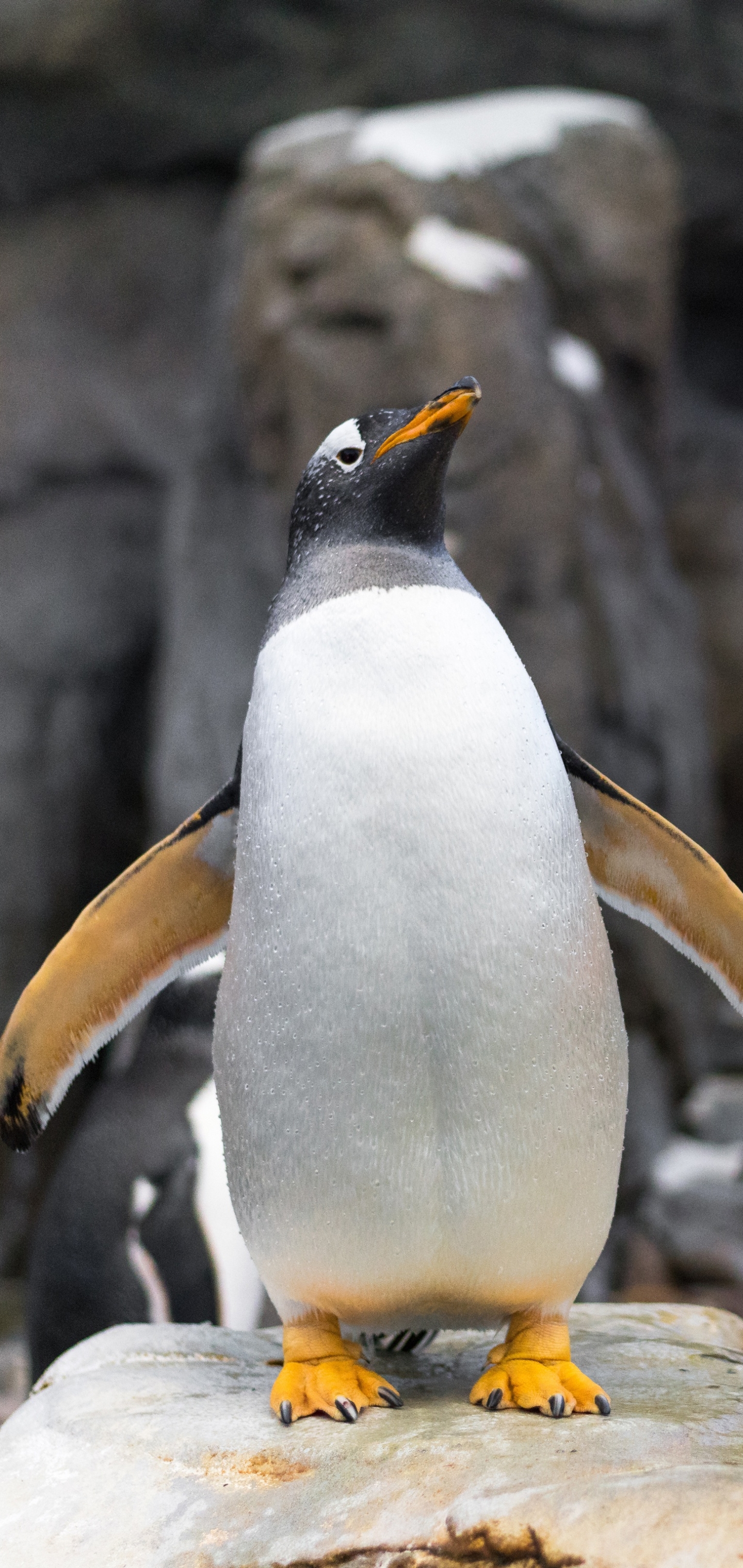 Baixe gratuitamente a imagem Animais, Aves, Pinguim na área de trabalho do seu PC