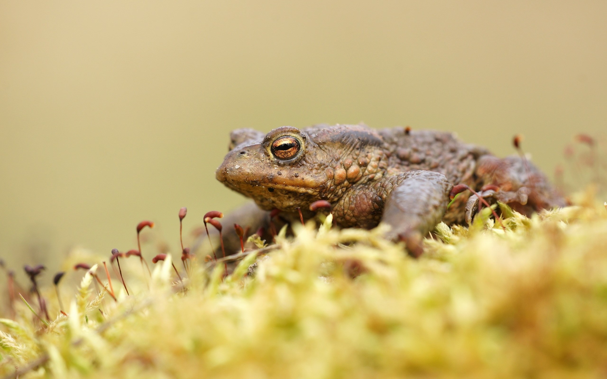 Free download wallpaper Animal, Frog, Toad on your PC desktop